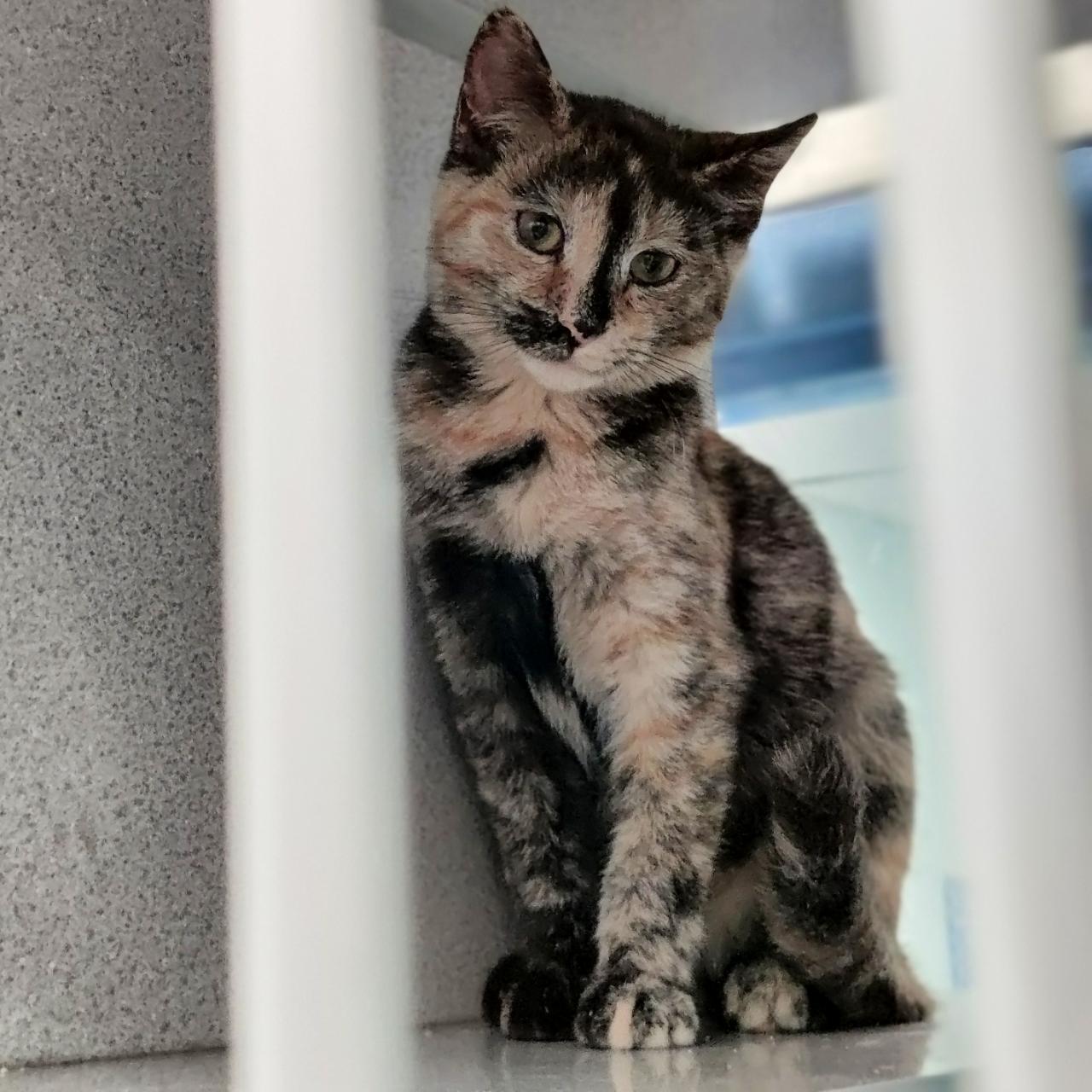 Enlarge Hootie, a Adoptable Domestic Short Hair in Berryville, VA image 4/4