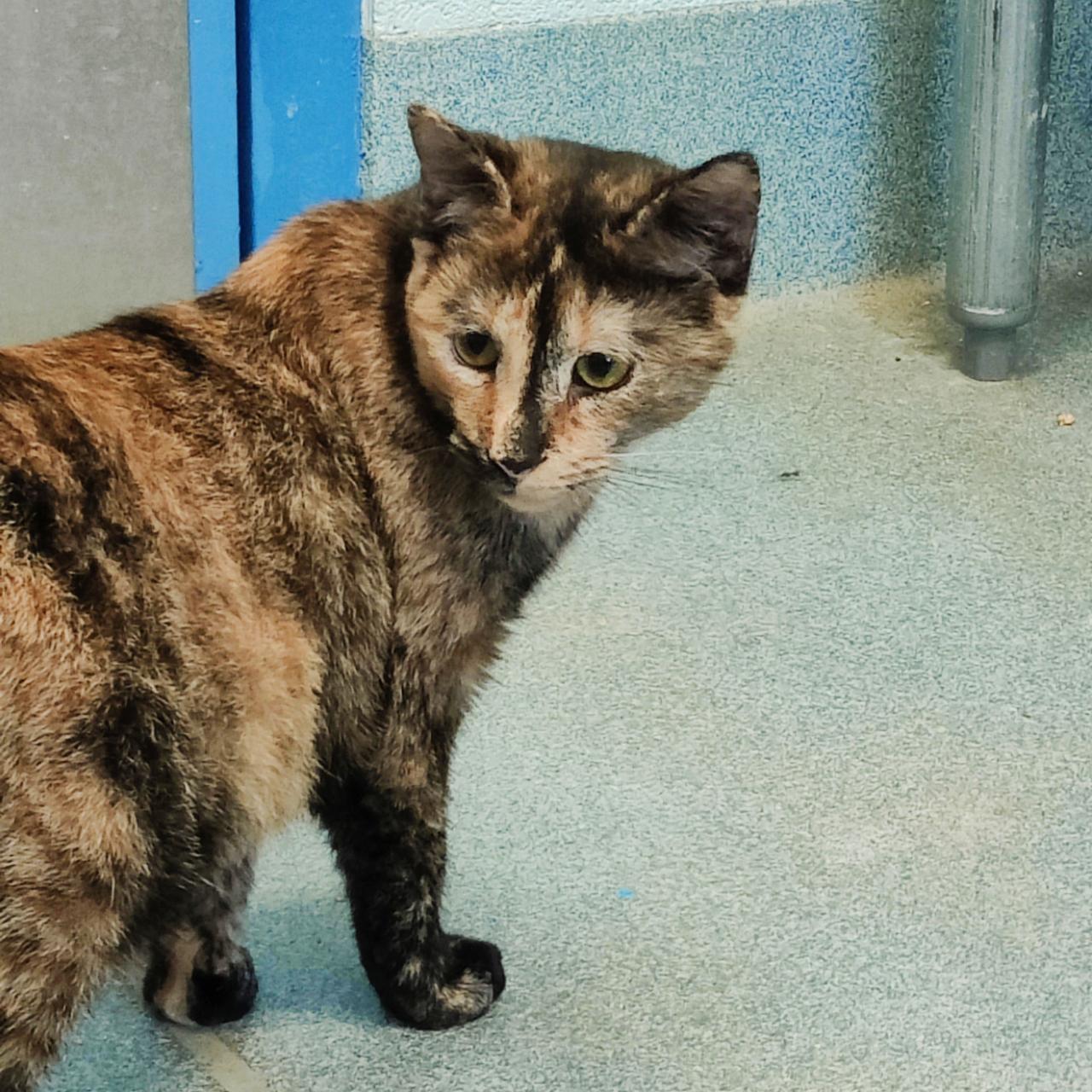 Enlarge Hootie, a Adoptable Domestic Short Hair in Berryville, VA image 1/4