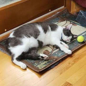 Neville C63491 bonded w/Rumi, Adoptable, Adult Male Domestic Short Hair.