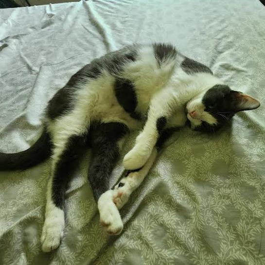 Enlarge Neville C63491 bonded w/Rumi, a Adoptable Domestic Short Hair in Minnetonka, MN image 3/6