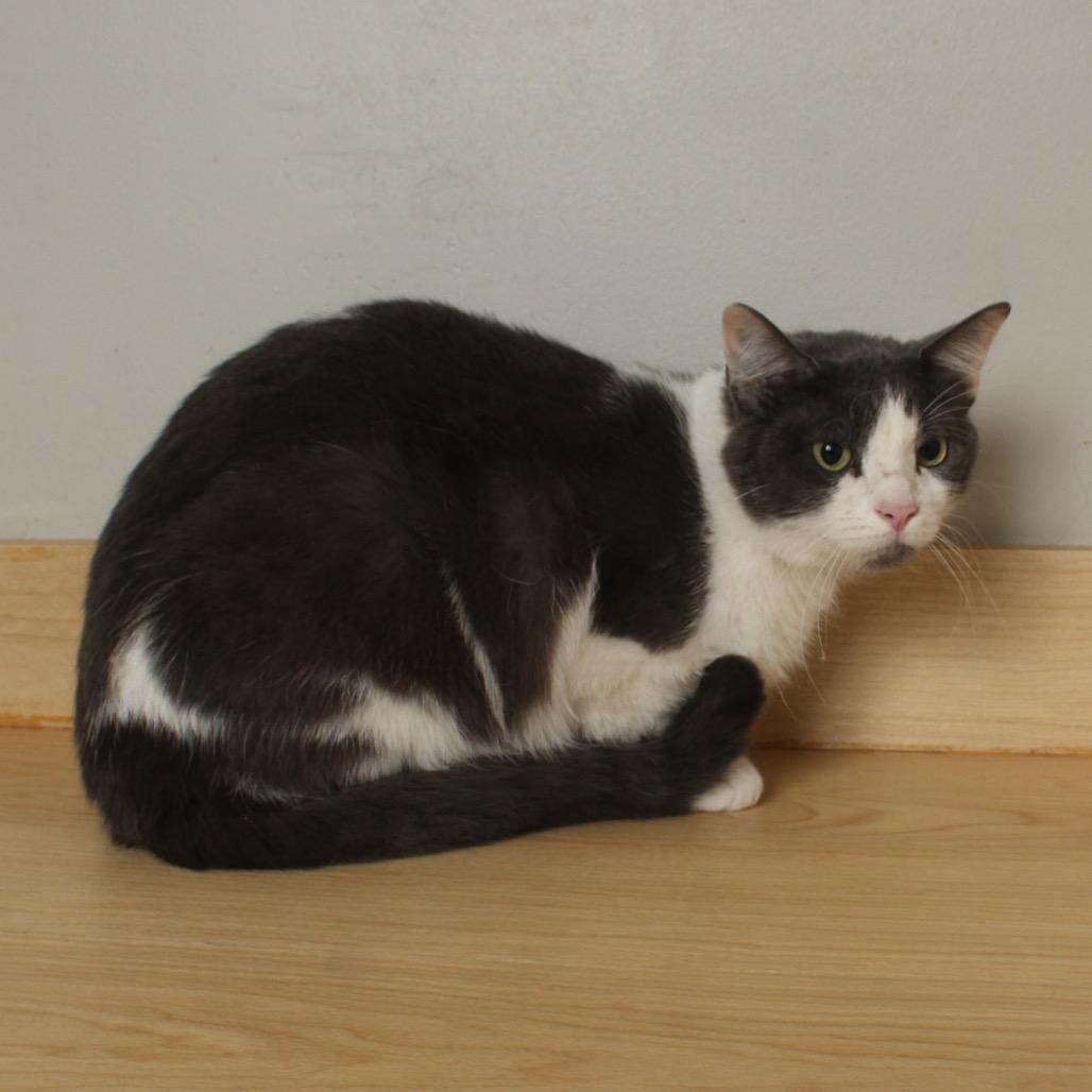 Enlarge Neville C63491 bonded w/Rumi, a Adoptable Domestic Short Hair in Minnetonka, MN image 5/6