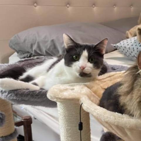 Enlarge Neville C63491 bonded w/Rumi, a Adoptable Domestic Short Hair in Minnetonka, MN image 6/6