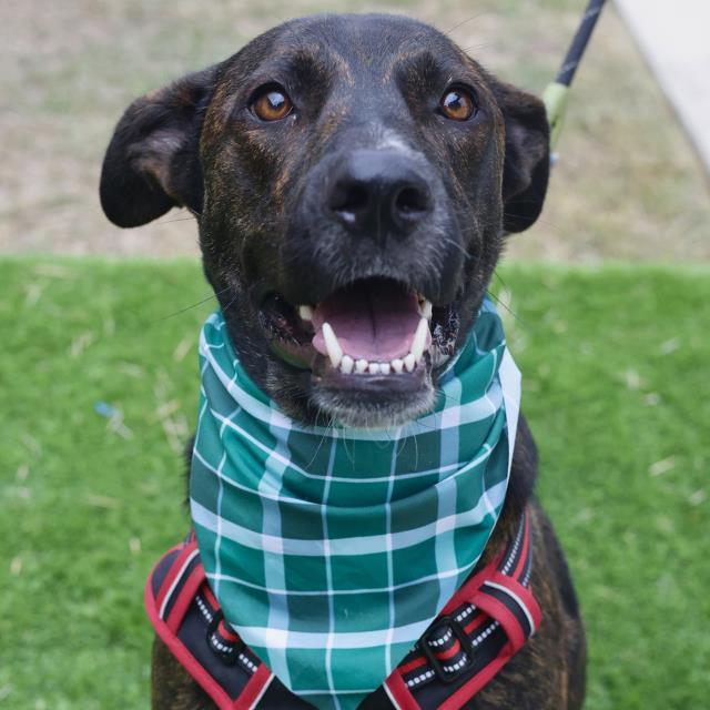 Enlarge LUCKY, a Adoptable mixed breed in San Antonio, TX image 1/1