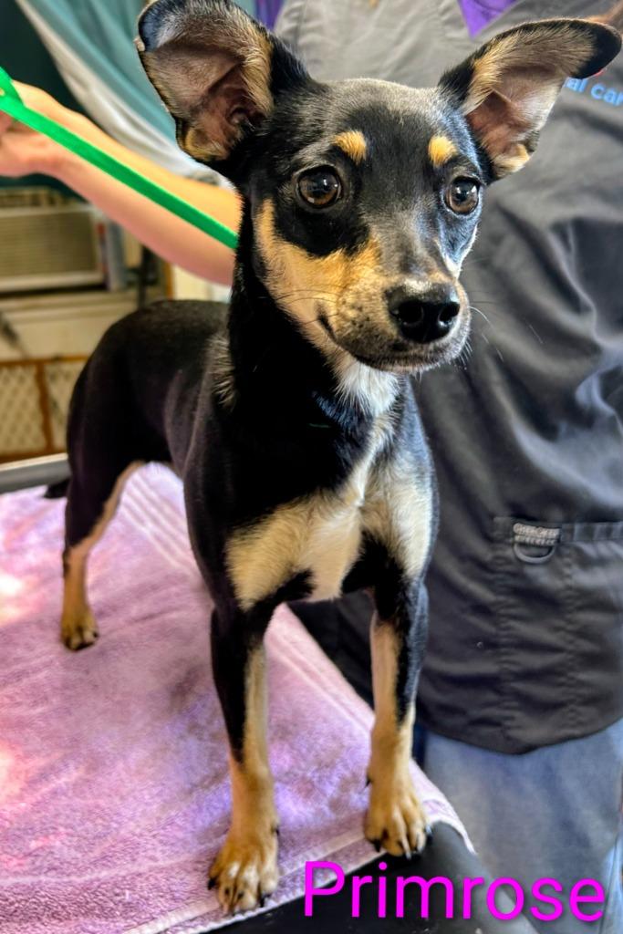 Primrose, Adoptable, Puppy Female Miniature Pinscher & Chihuahua.