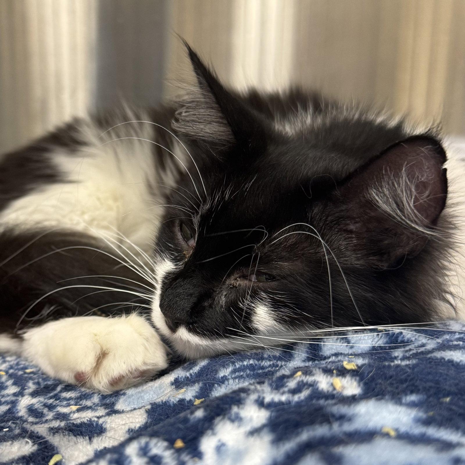 Smudge, a Adoptable Domestic Medium Hair in Winchendon, MA image 1/3