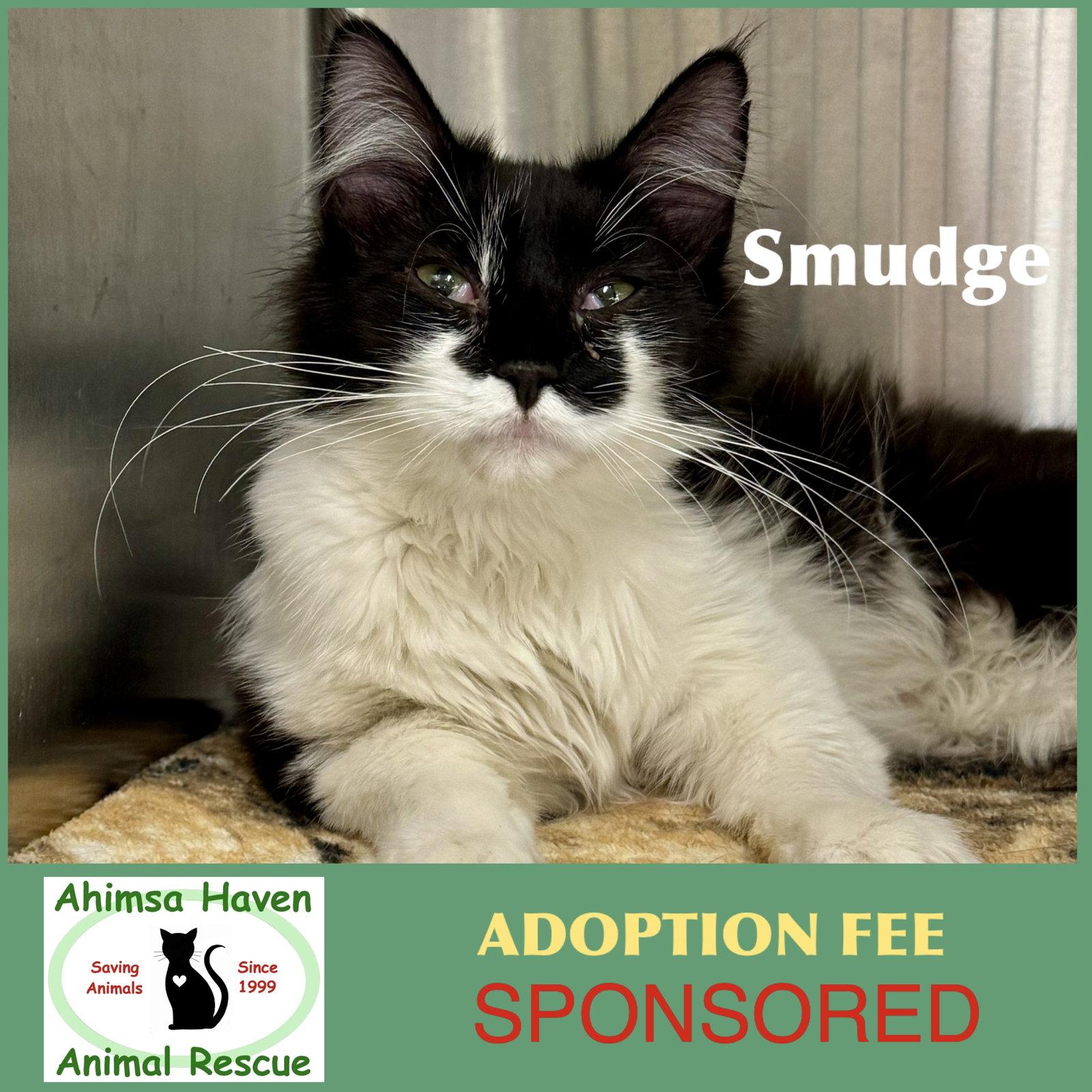 Smudge, a Adoptable Domestic Medium Hair in Winchendon, MA image 2/3