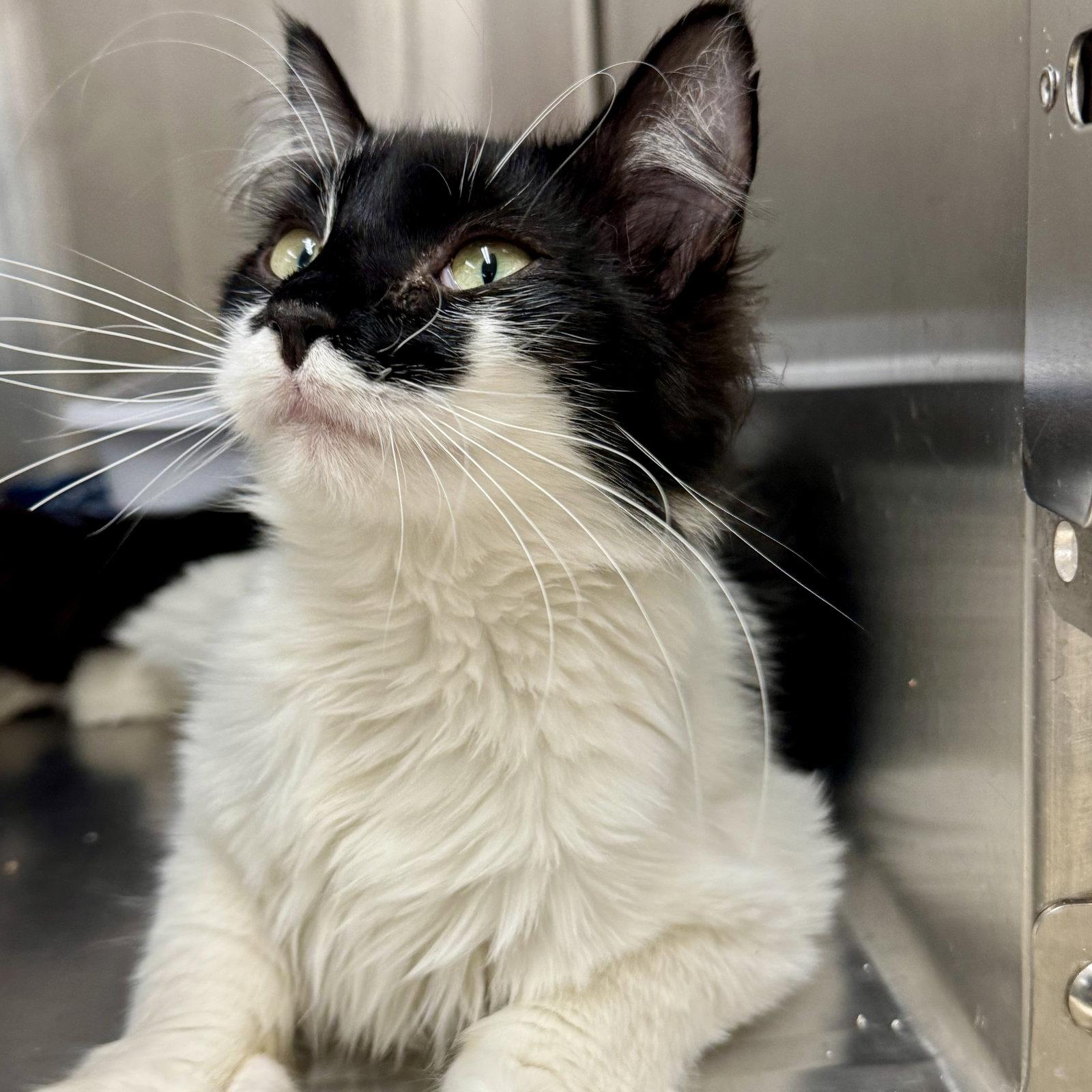 Smudge, a Adoptable Domestic Medium Hair in Winchendon, MA image 2/3