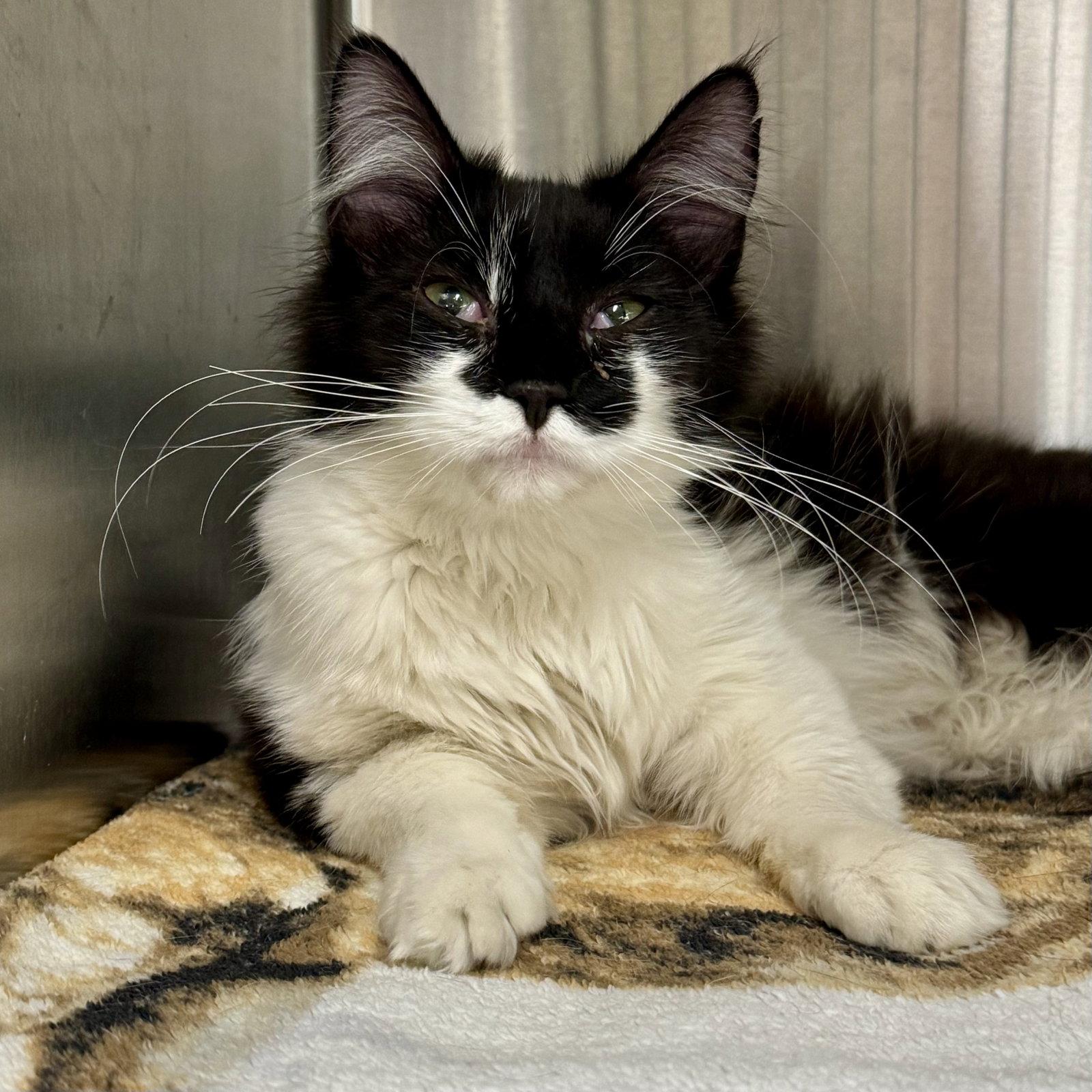 Smudge, Adoptable, Adult Female Domestic Medium Hair.