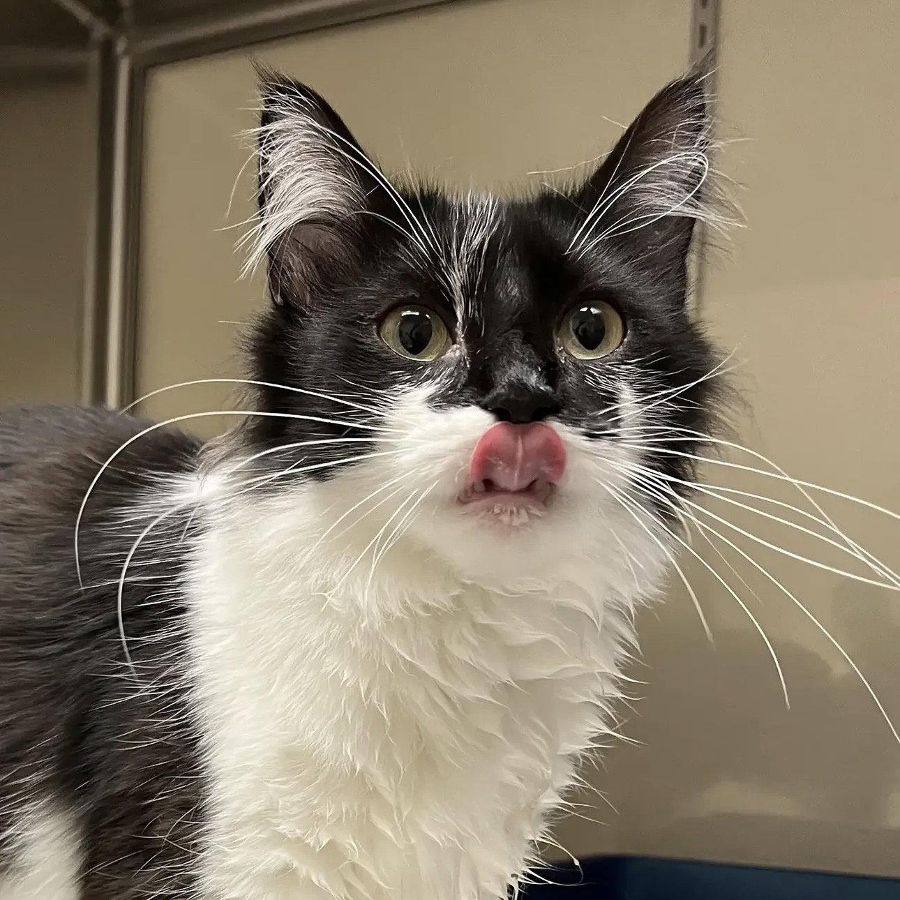 Smudge, a Adoptable Domestic Medium Hair in Winchendon, MA image 3/3