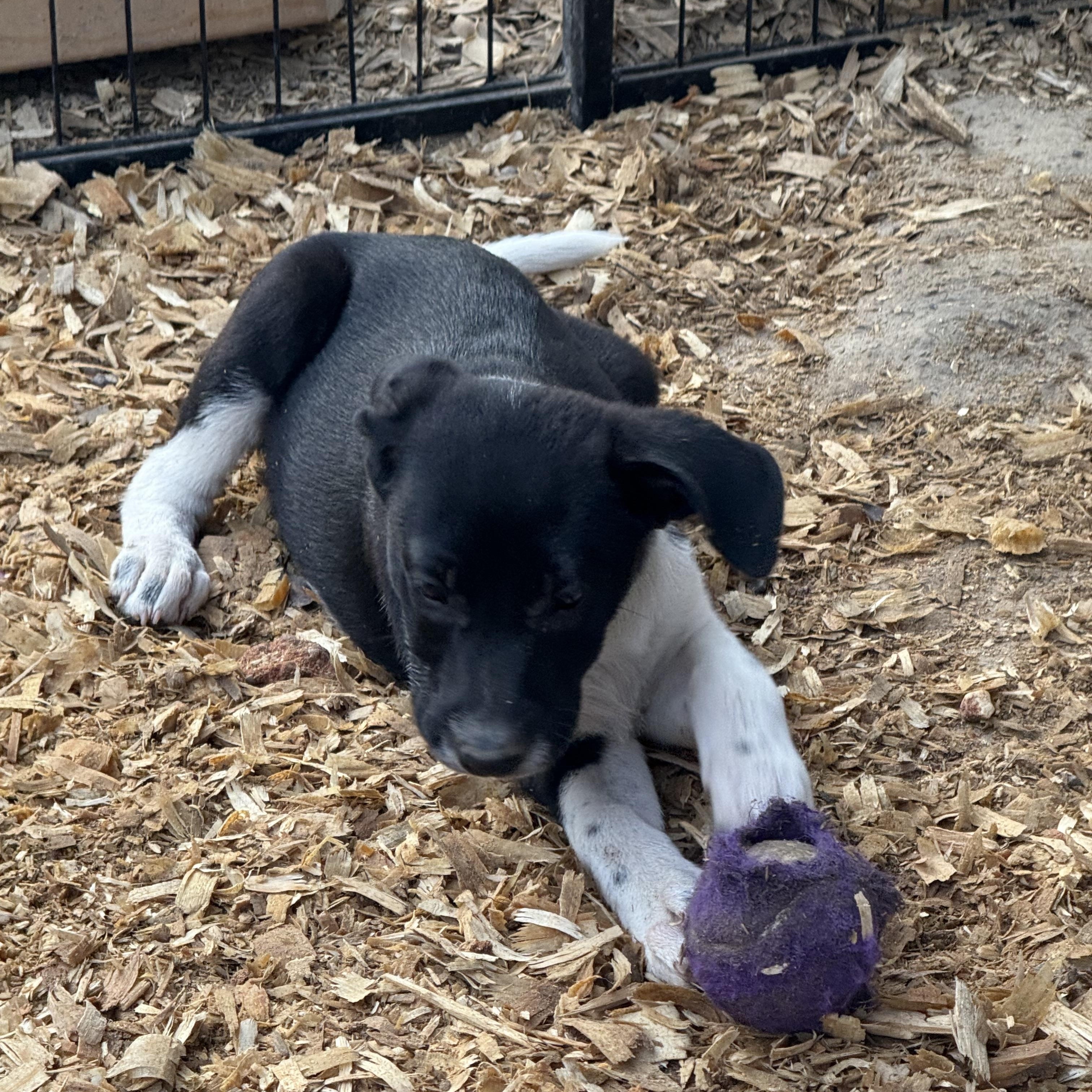 Duchess, an adopted mixed breed in Parker, CO image 3/4