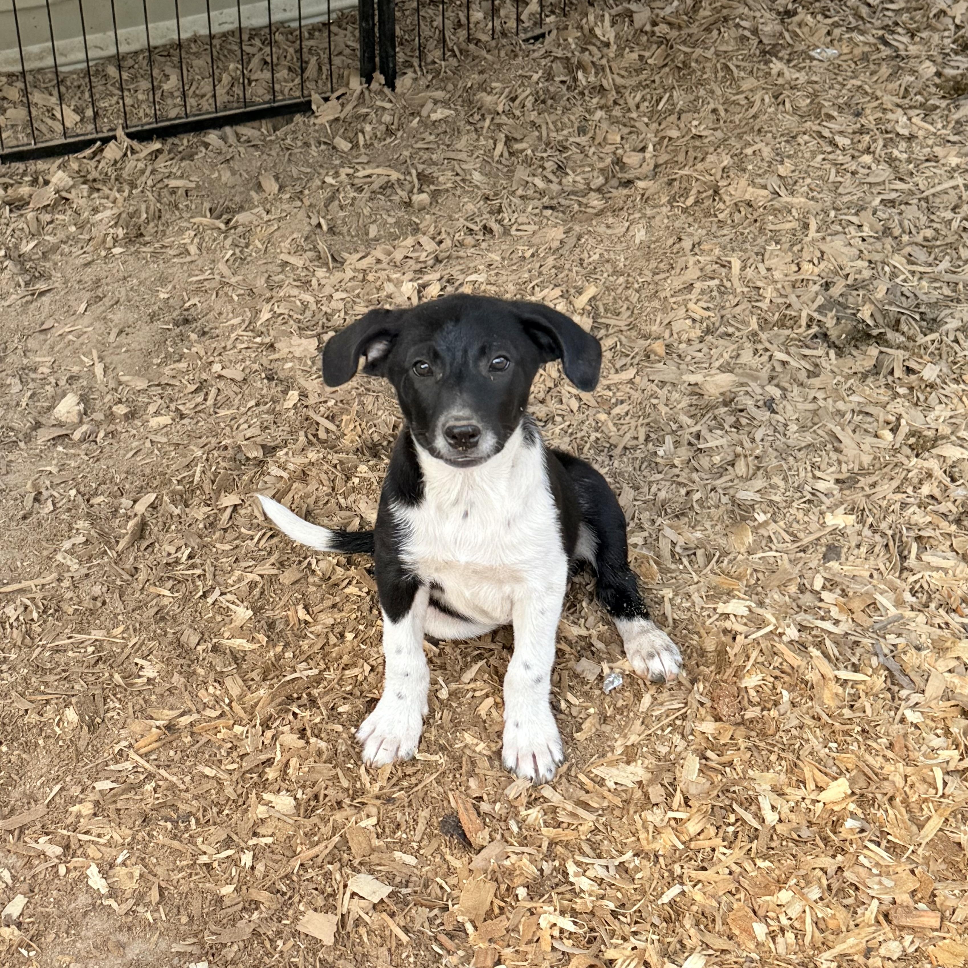 Duchess, an adopted mixed breed in Parker, CO image 2/4