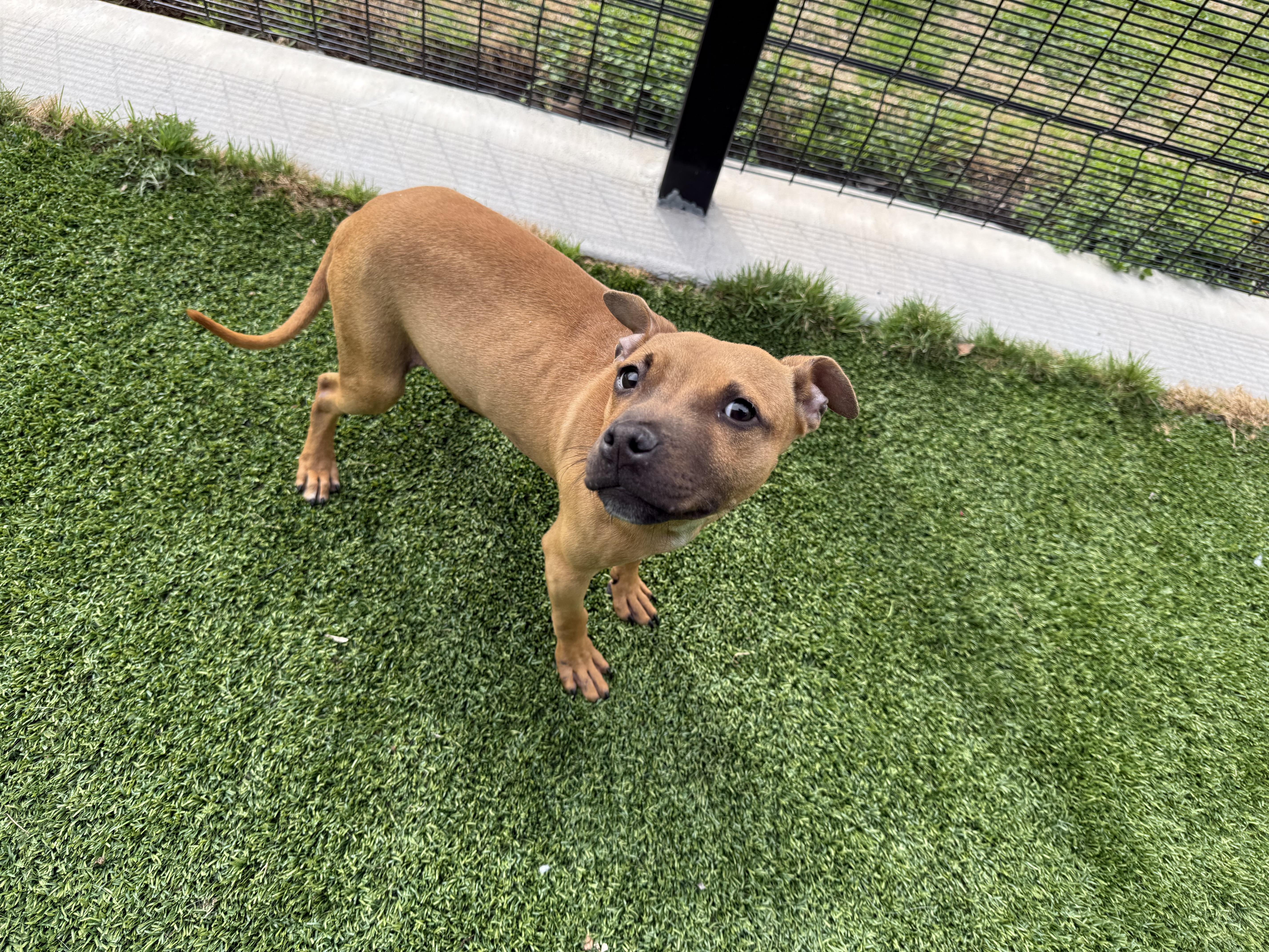 Eli , Adoptable, Young Male Pit Bull Terrier.