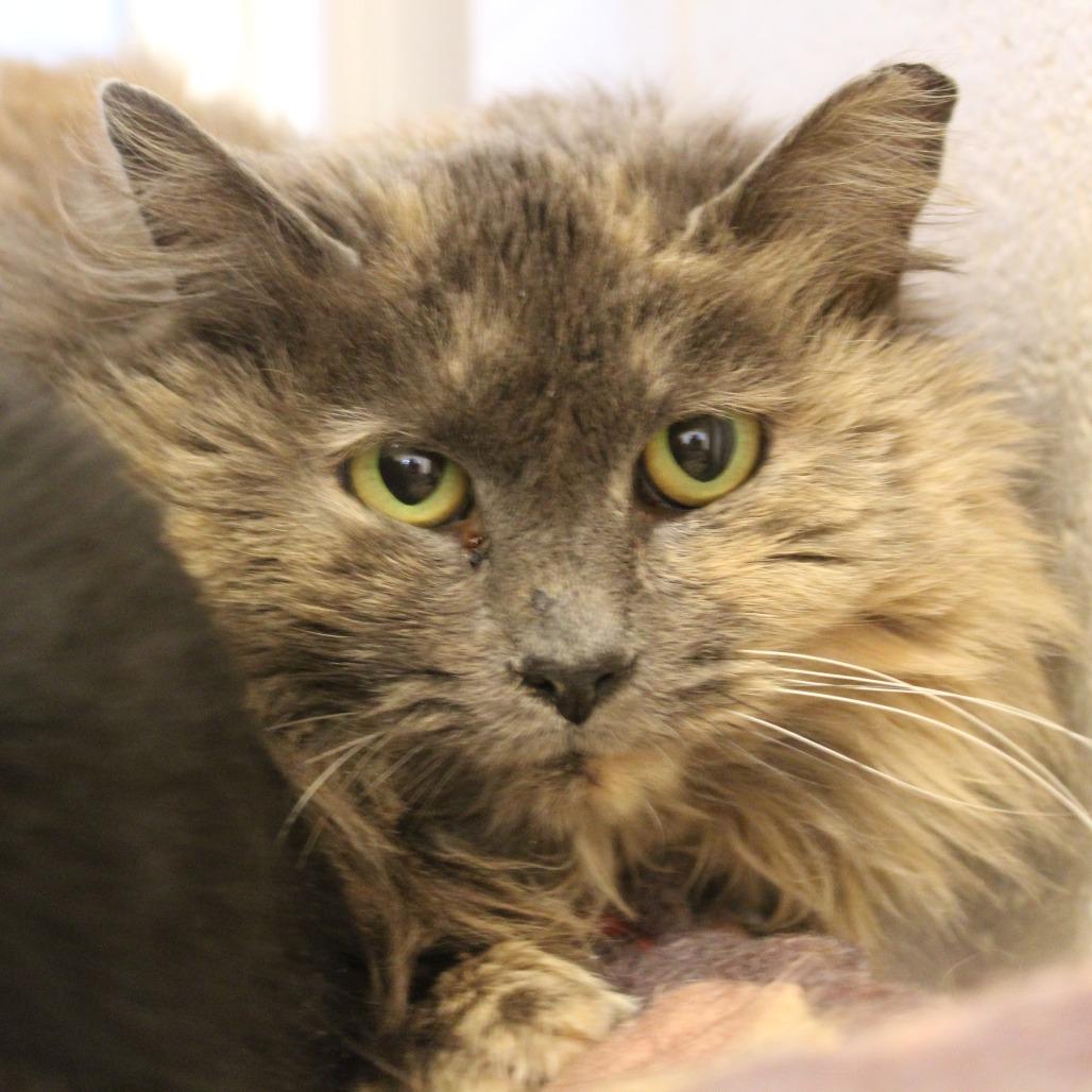 Enlarge You're Being Too Loud, a Adoptable Domestic Medium Hair in Gloucester, VA image 1/4