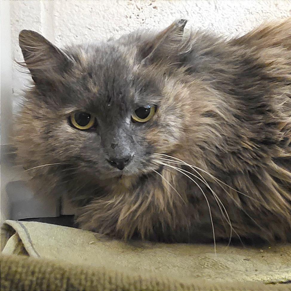 Enlarge You're Being Too Loud, a Adoptable Domestic Medium Hair in Gloucester, VA image 2/4
