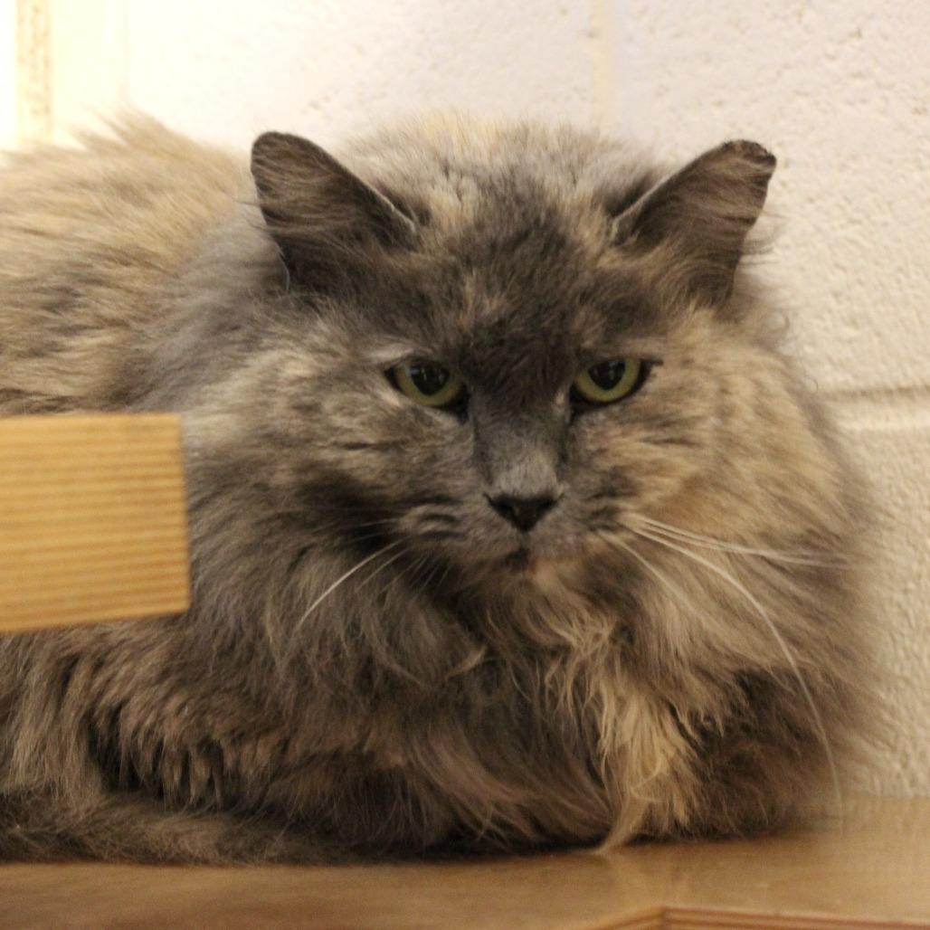Enlarge You're Being Too Loud, a Adoptable Domestic Medium Hair in Gloucester, VA image 3/4
