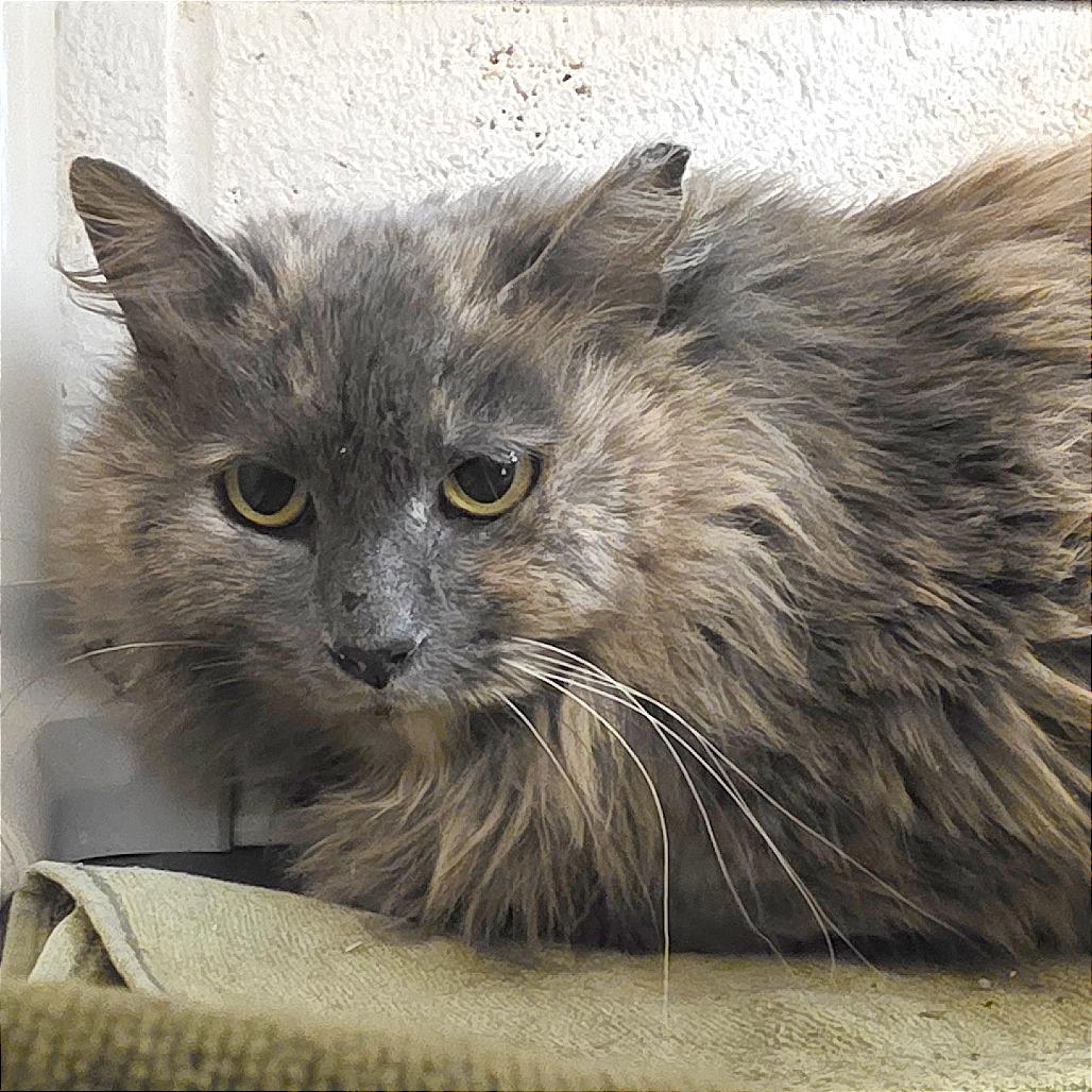 Enlarge You're Being Too Loud, a Adoptable Domestic Medium Hair in Gloucester, VA image 4/4