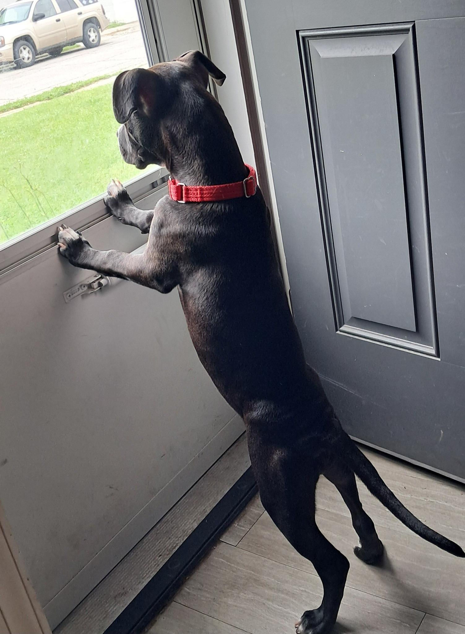 Molly photo 4