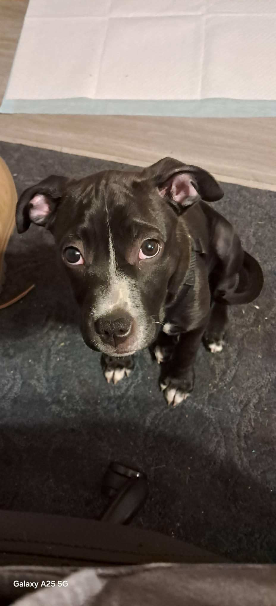 Molly, Baby Female unknown
