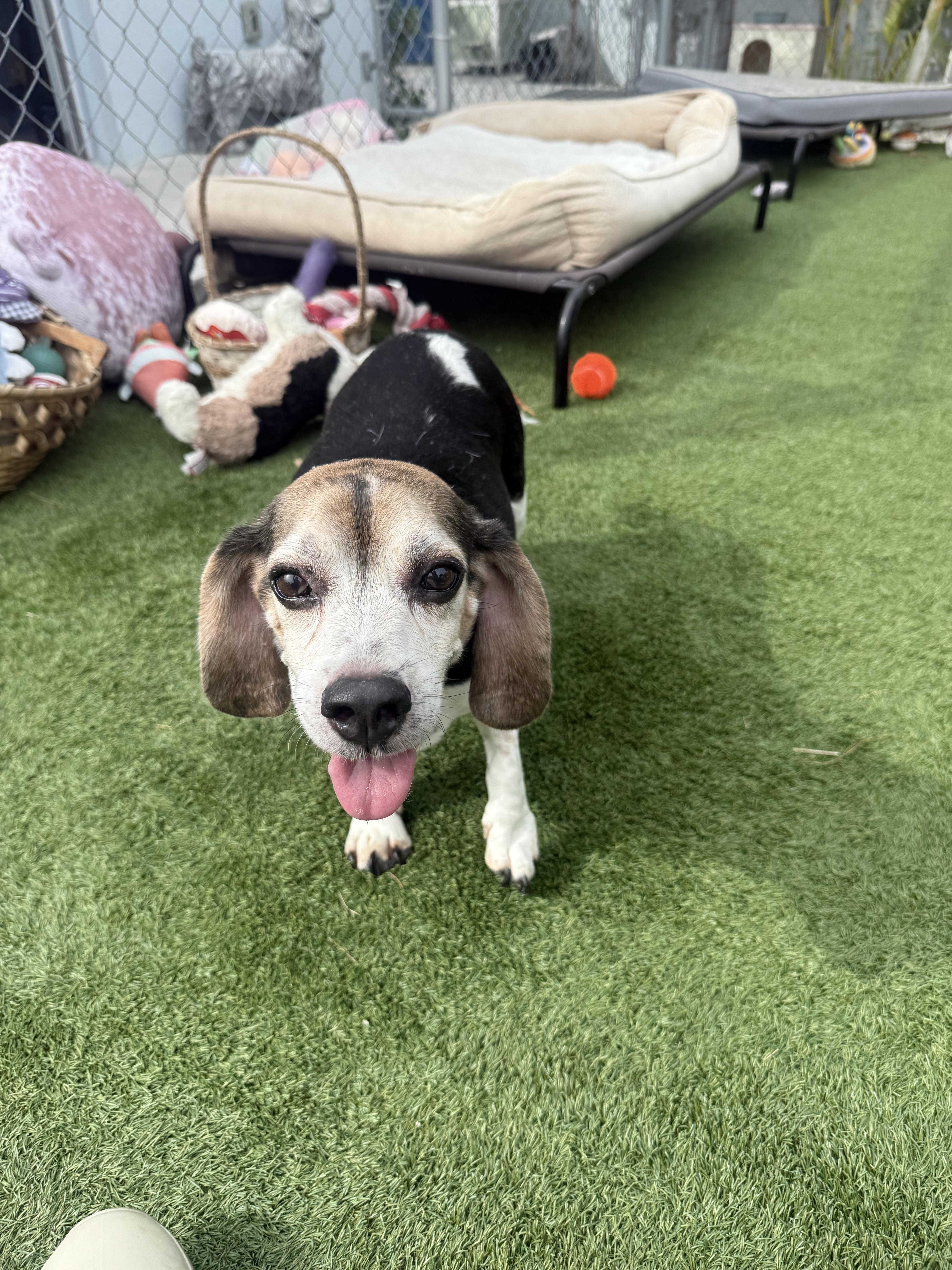 Binnie Binnie, a Adopted Beagle in Key Largo, FL image 1/5