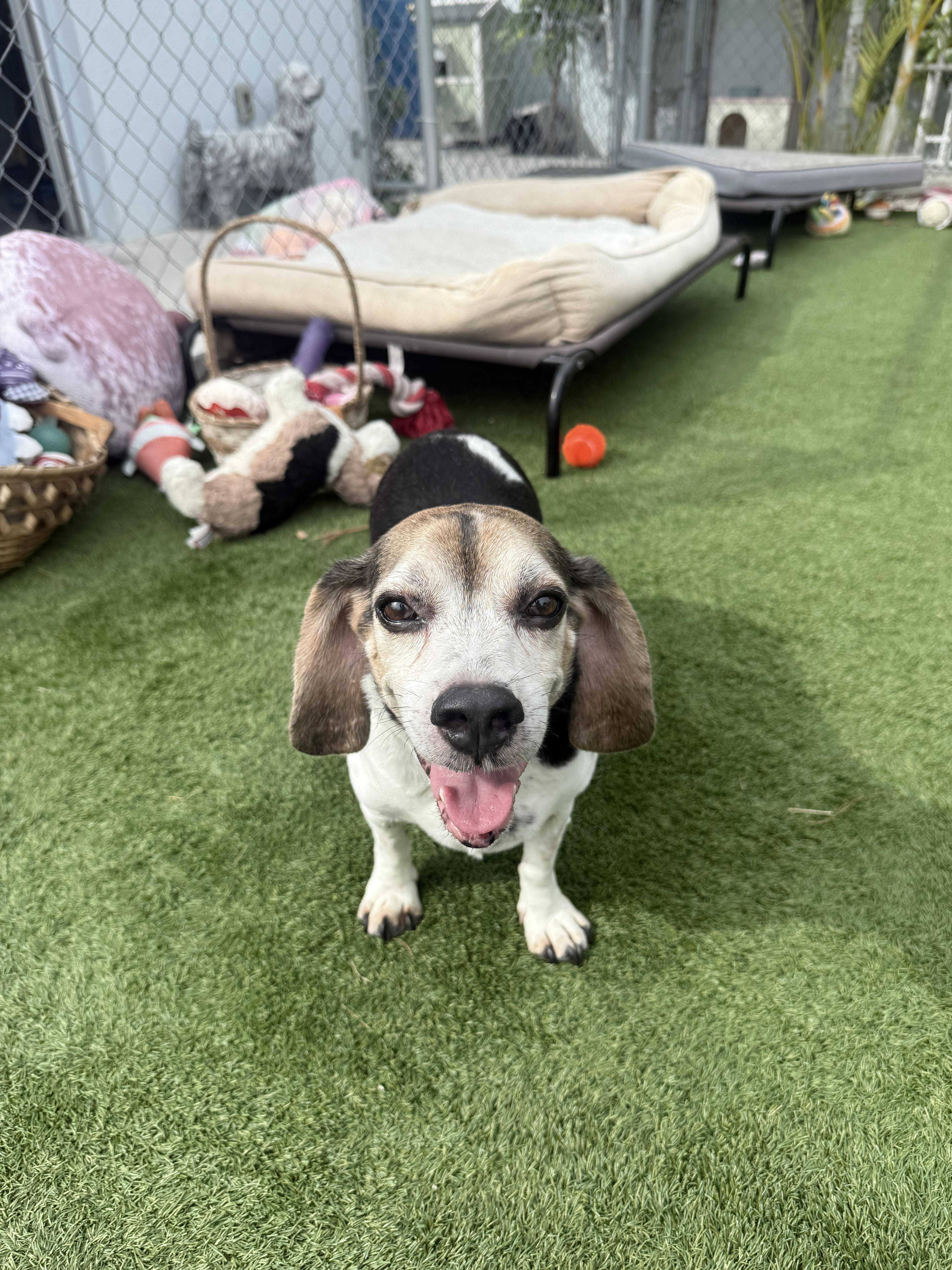 Binnie Binnie, a Adopted Beagle in Key Largo, FL image 2/5