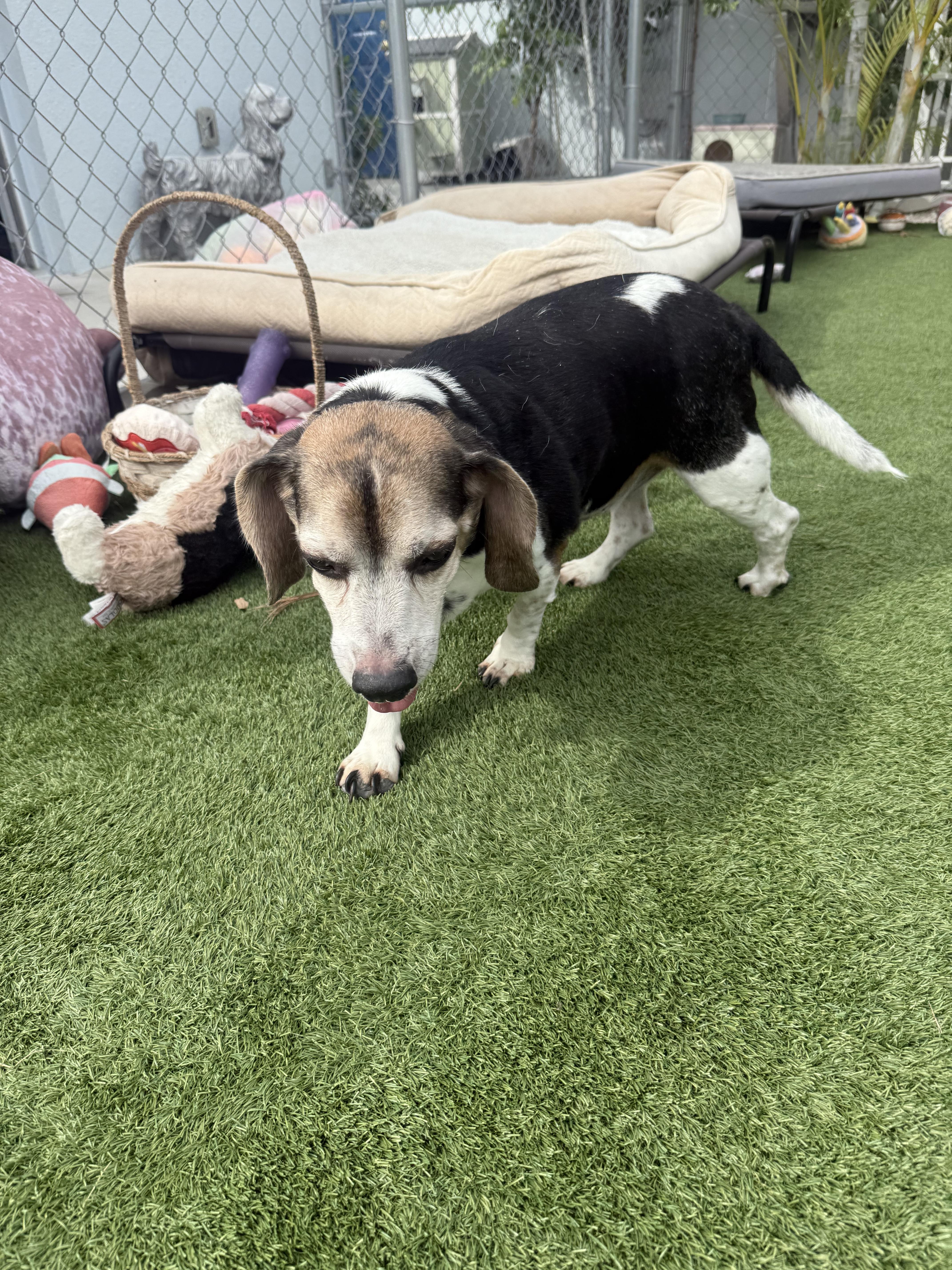 Binnie Binnie, a Adopted Beagle in Key Largo, FL image 3/5