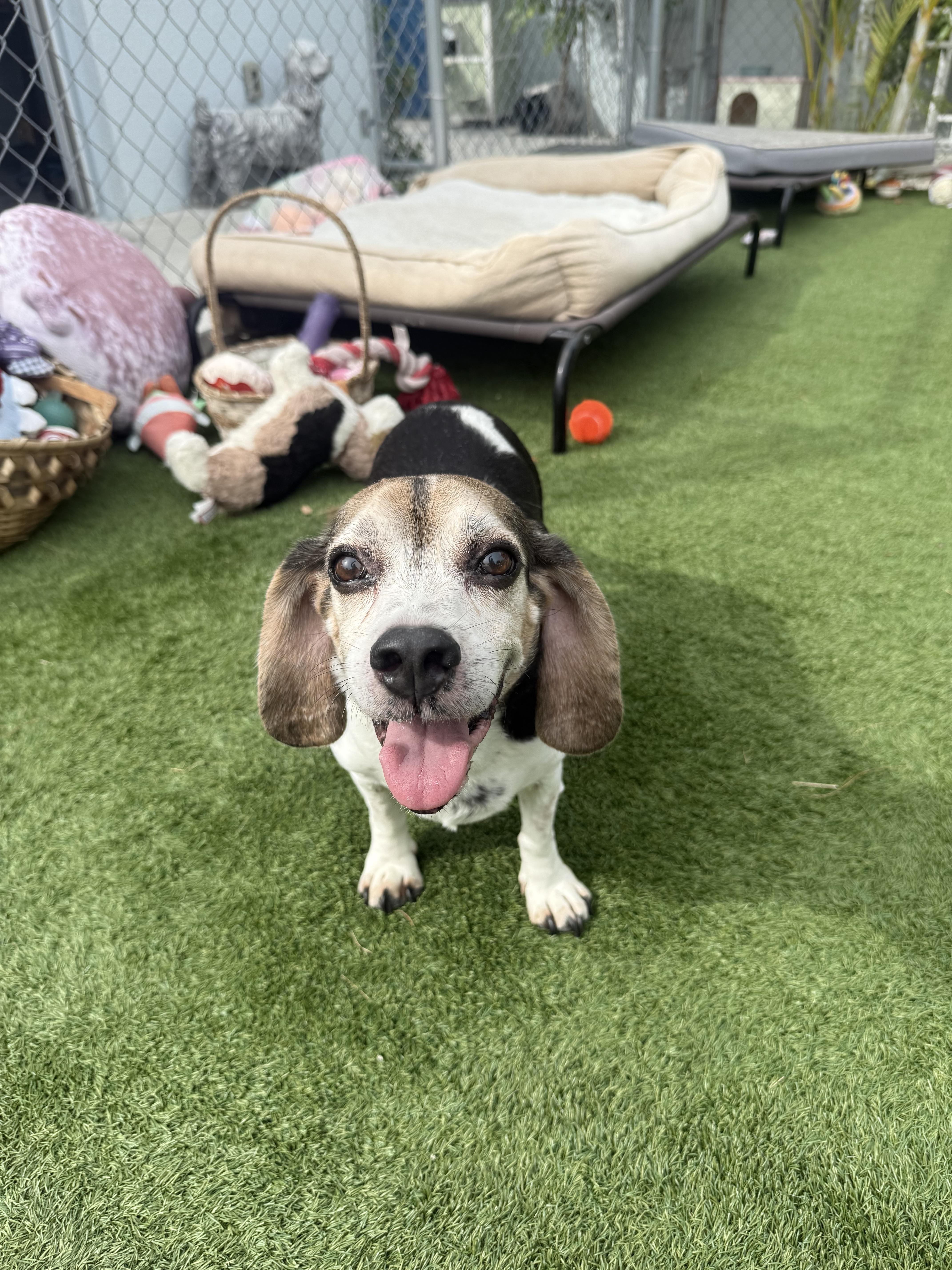 Binnie Binnie, a Adopted Beagle in Key Largo, FL image 4/5