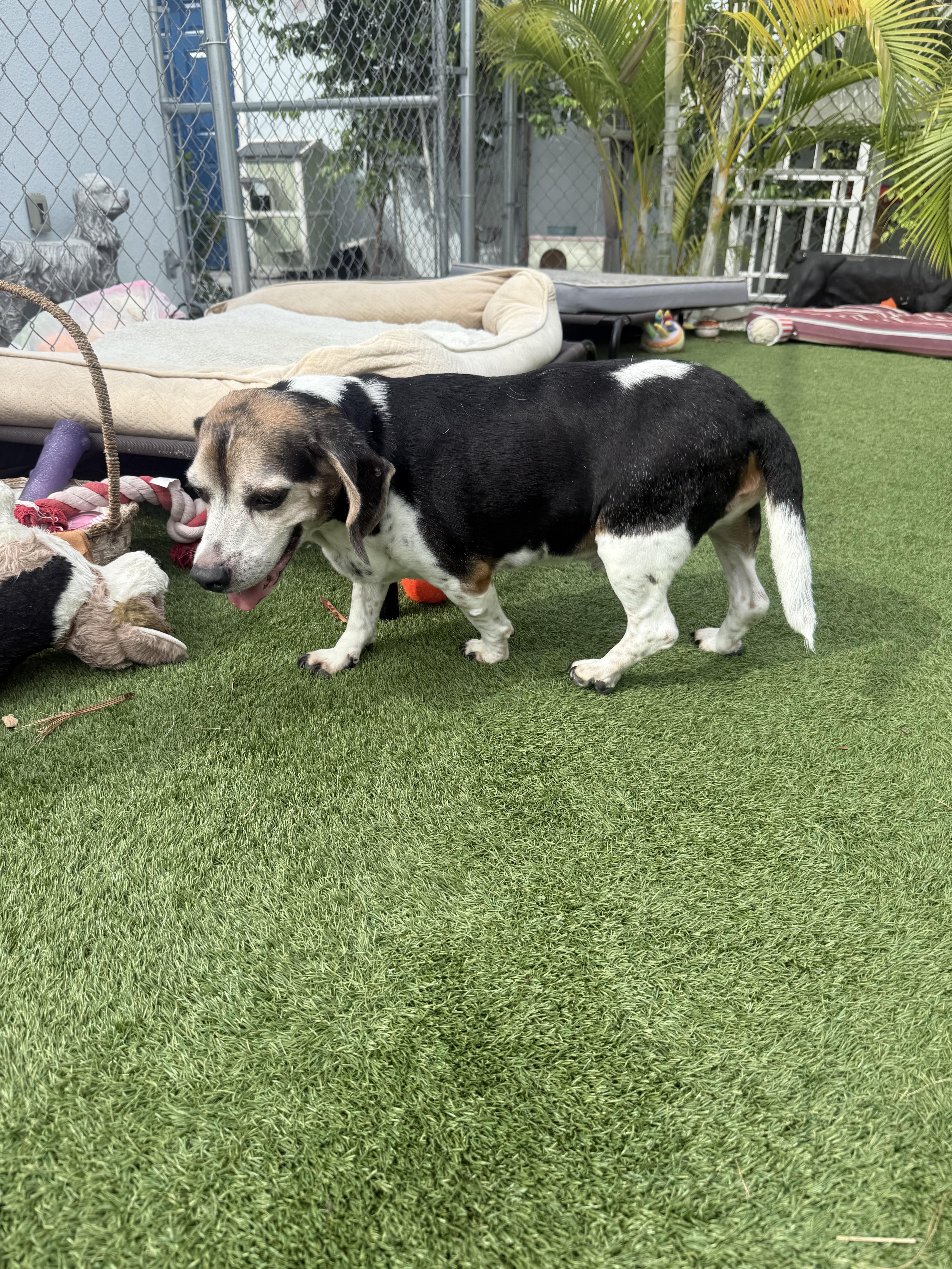 Binnie Binnie, a Adopted Beagle in Key Largo, FL image 5/5