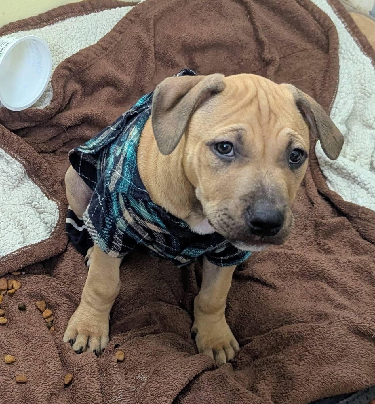 Harold , ADOPTABLE, Puppy Male Pit Bull Terrier & American Staffordshire Terrier.