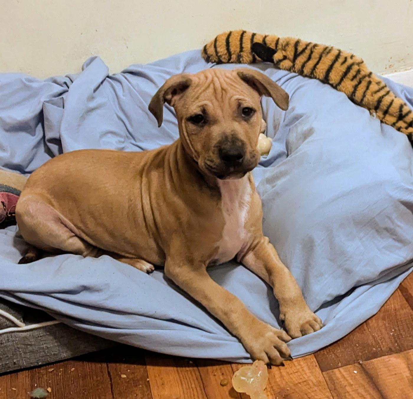 Enlarge Harold , a ADOPTABLE mixed breed in Oceanport, NJ image 2/5