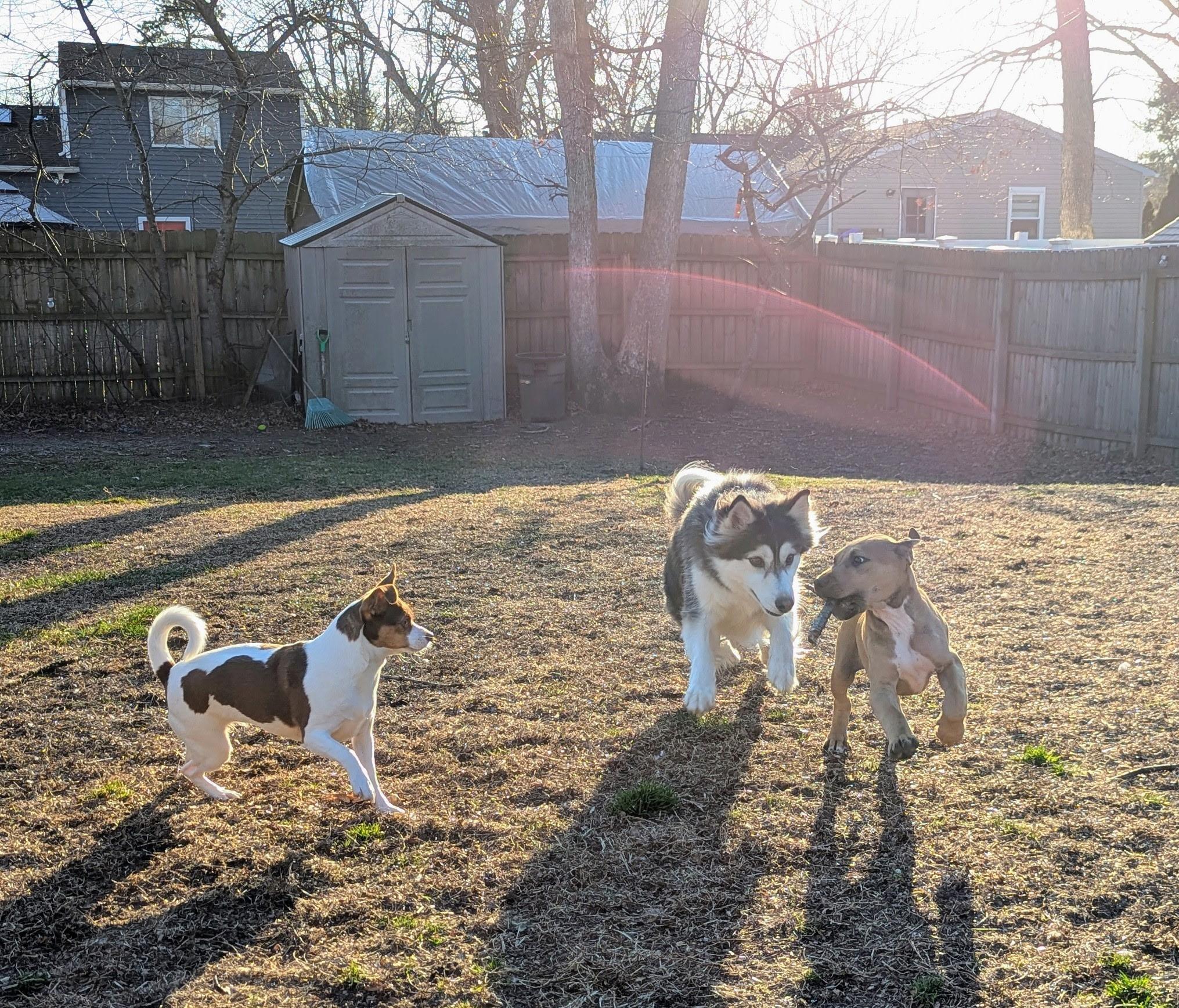 Enlarge Harold , a ADOPTABLE mixed breed in Oceanport, NJ image 4/5