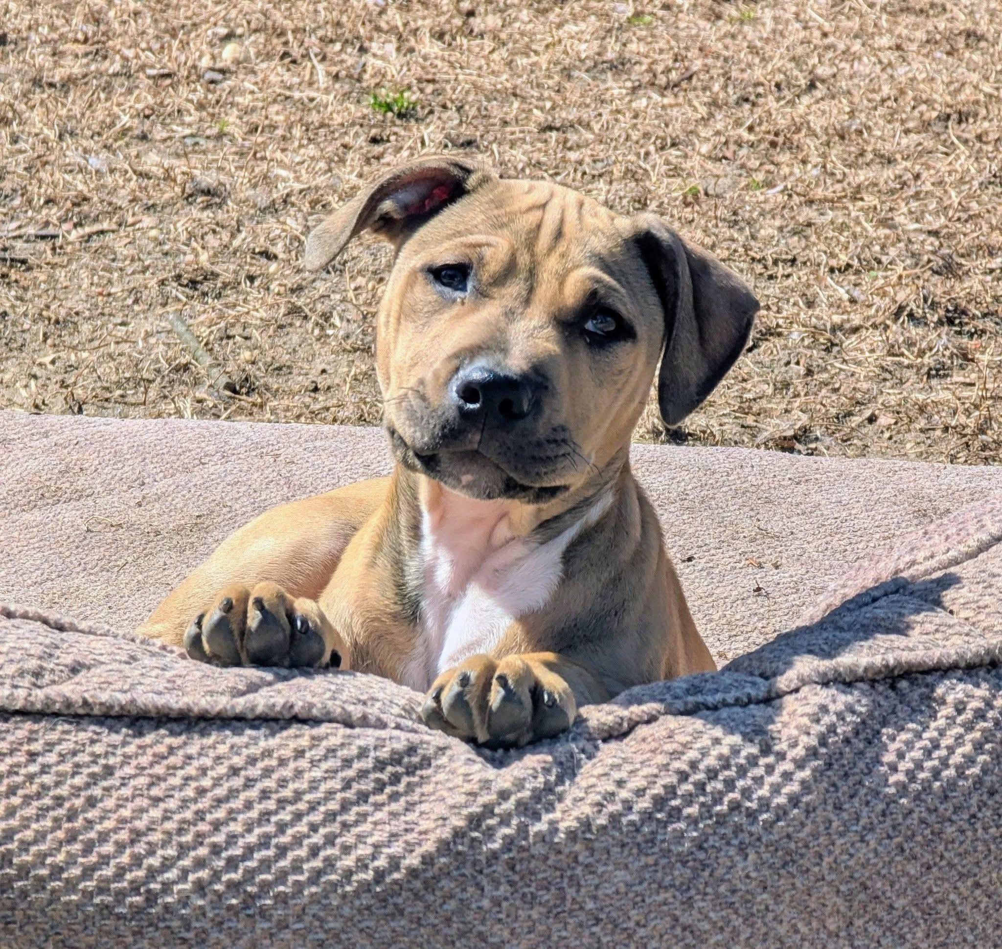 Enlarge Harold , a ADOPTABLE mixed breed in Oceanport, NJ image 3/5