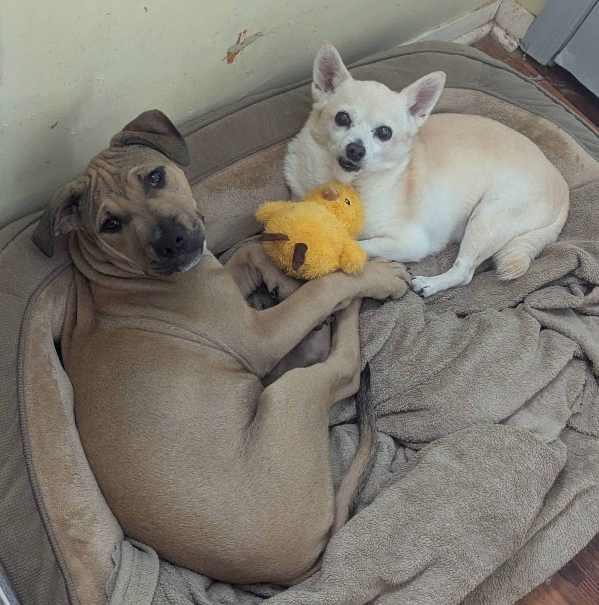 Enlarge Harold , a ADOPTABLE mixed breed in Oceanport, NJ image 5/5