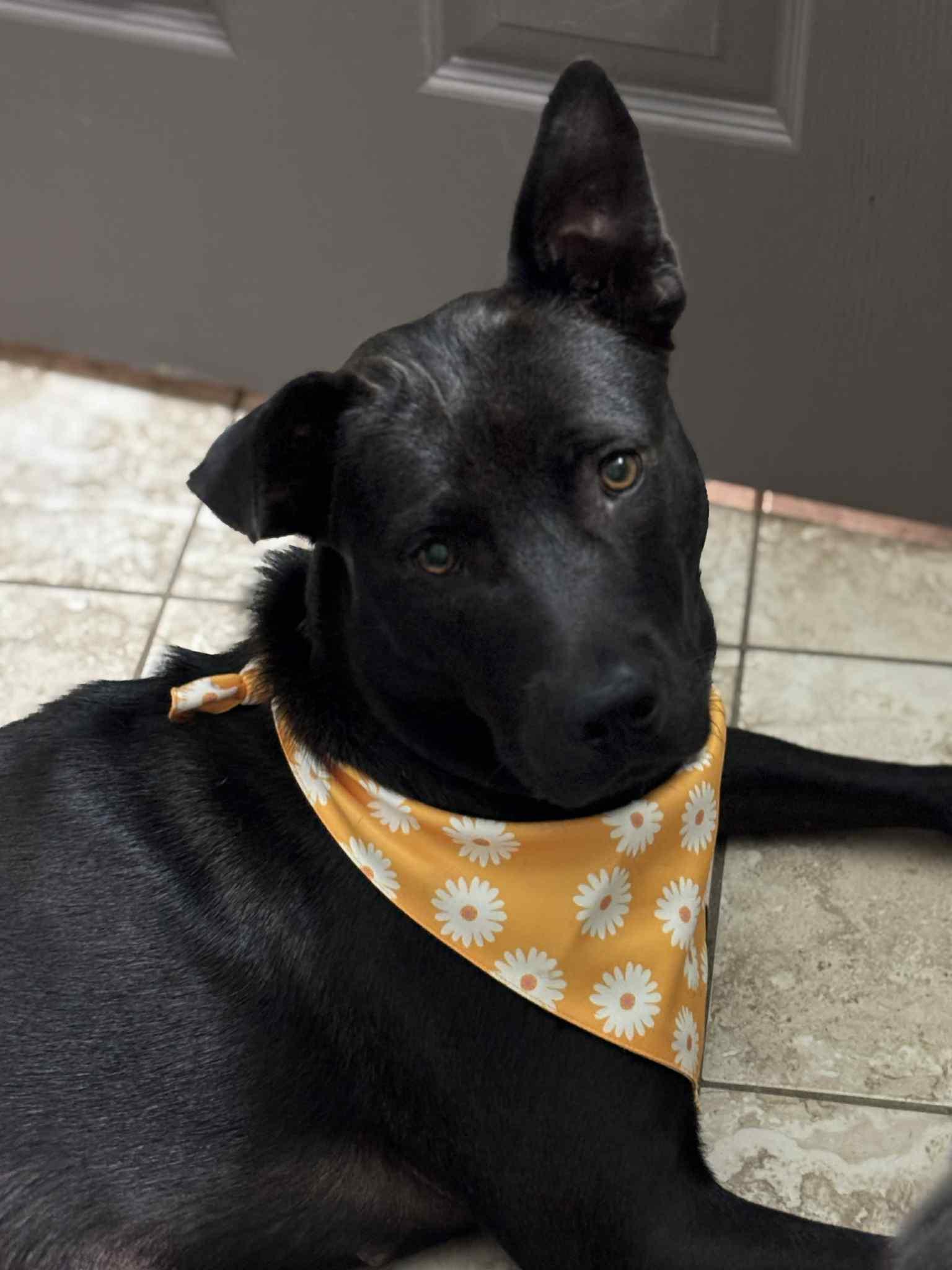 Valerie, Adoptable, Adult Female Mixed Breed.