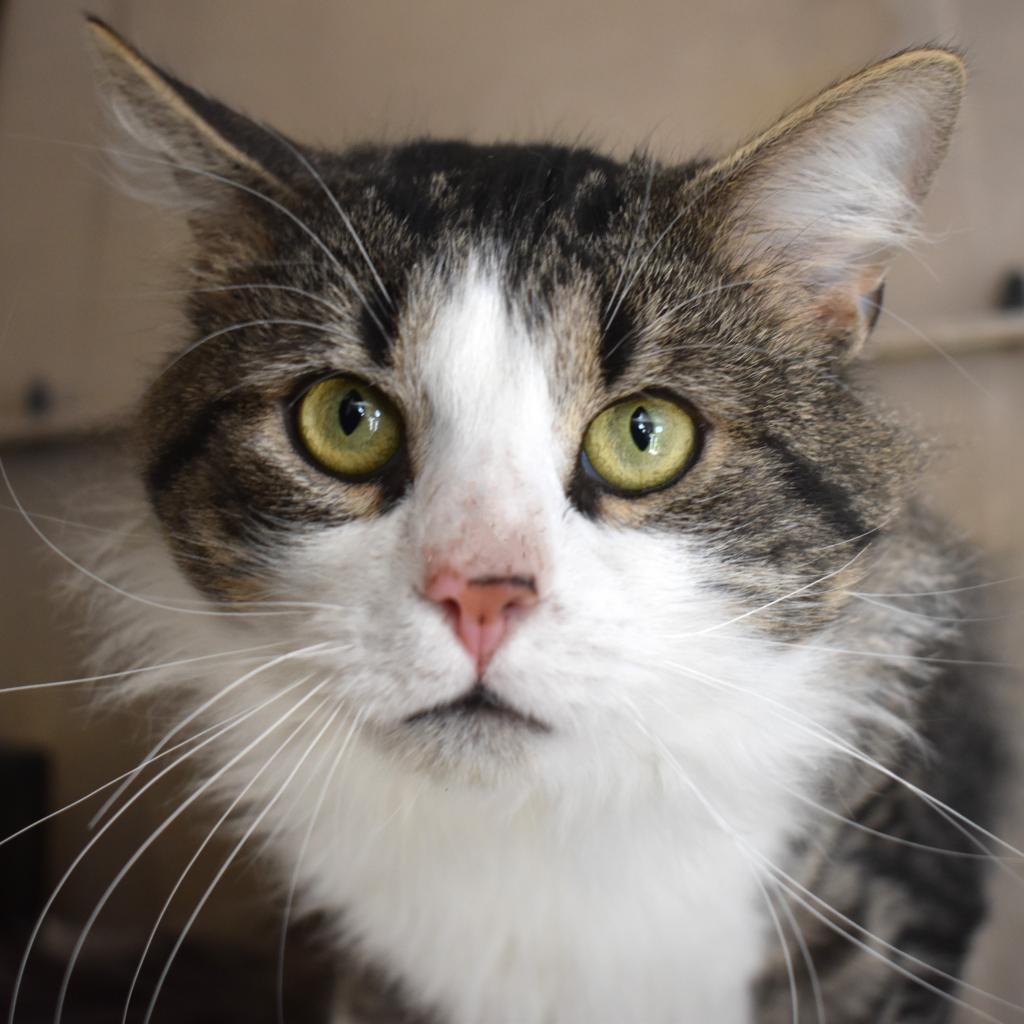 Enlarge Oakley Sutherly, a Adoptable mixed breed in Woodstock, VA image 1/3