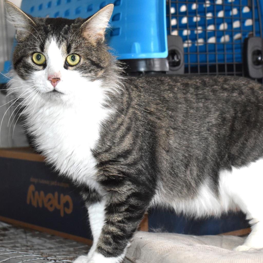 Enlarge Oakley Sutherly, a Adoptable mixed breed in Woodstock, VA image 2/3