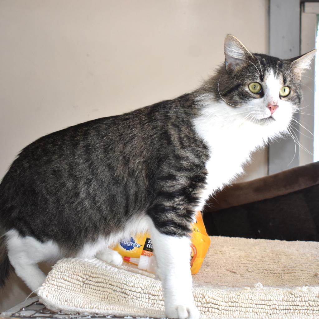 Enlarge Oakley Sutherly, a Adoptable mixed breed in Woodstock, VA image 3/3