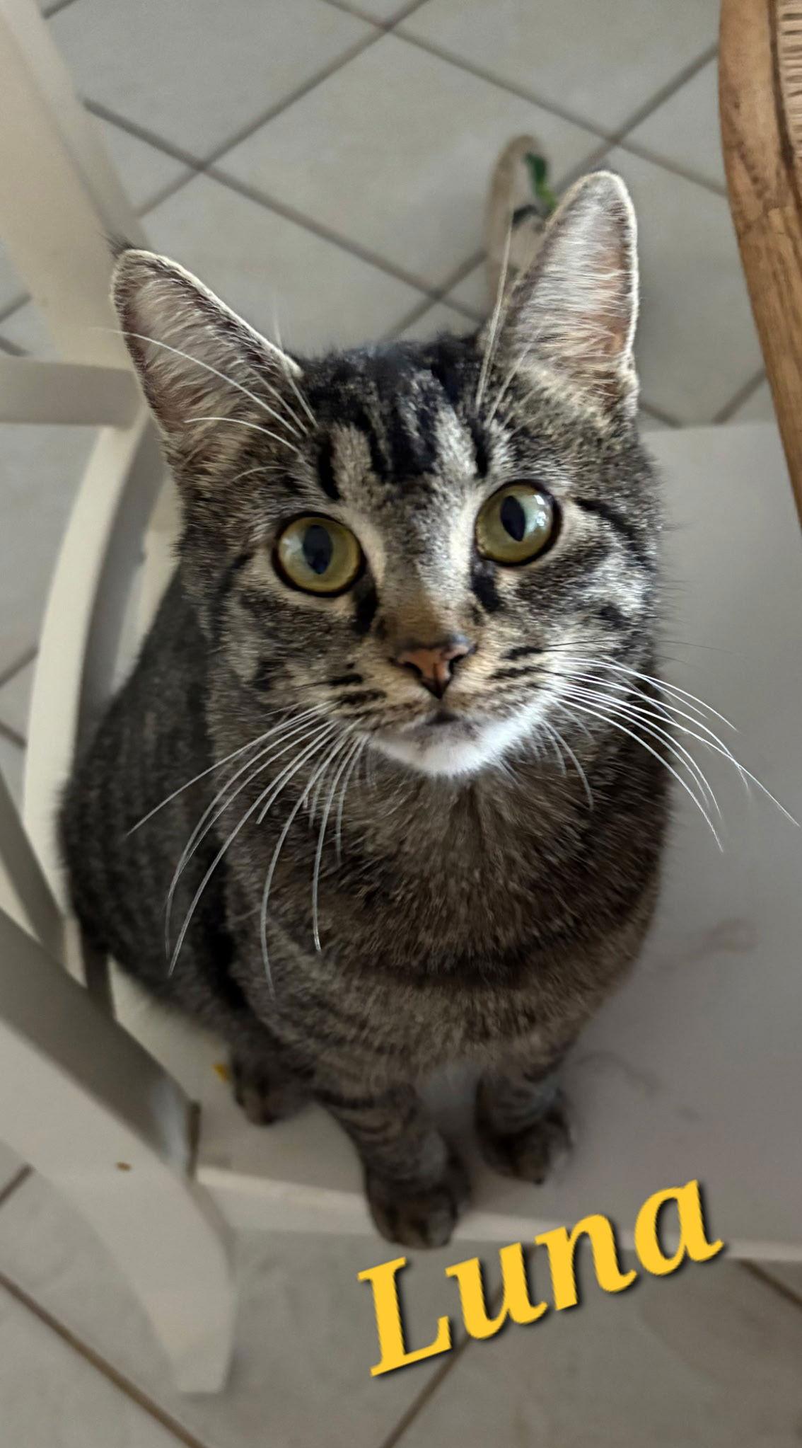 Luna, Adoptable, Young Female Domestic Short Hair.