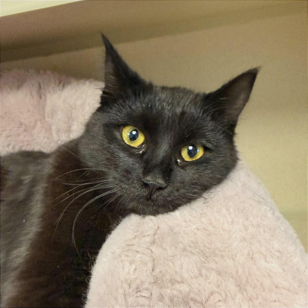 Kelli, a Adoptable Domestic Short Hair in Pagosa Springs, CO image 2/2