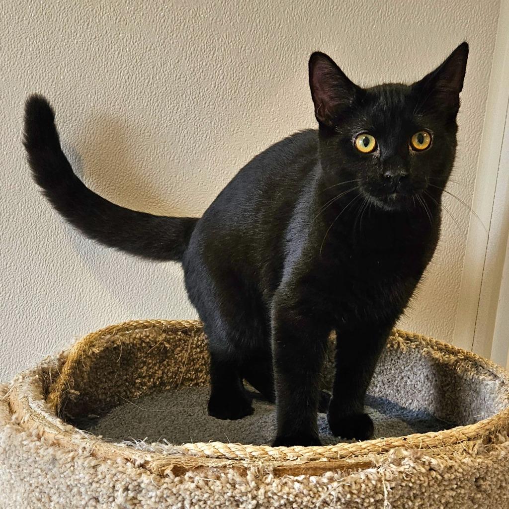 Spike, Adoptable, Kitten Male Domestic Short Hair.