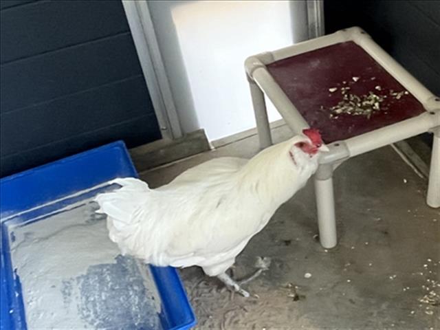 Enlarge LEONARDO DA VINCI, a Adoptable Chicken in Loveland, CO image 1/1