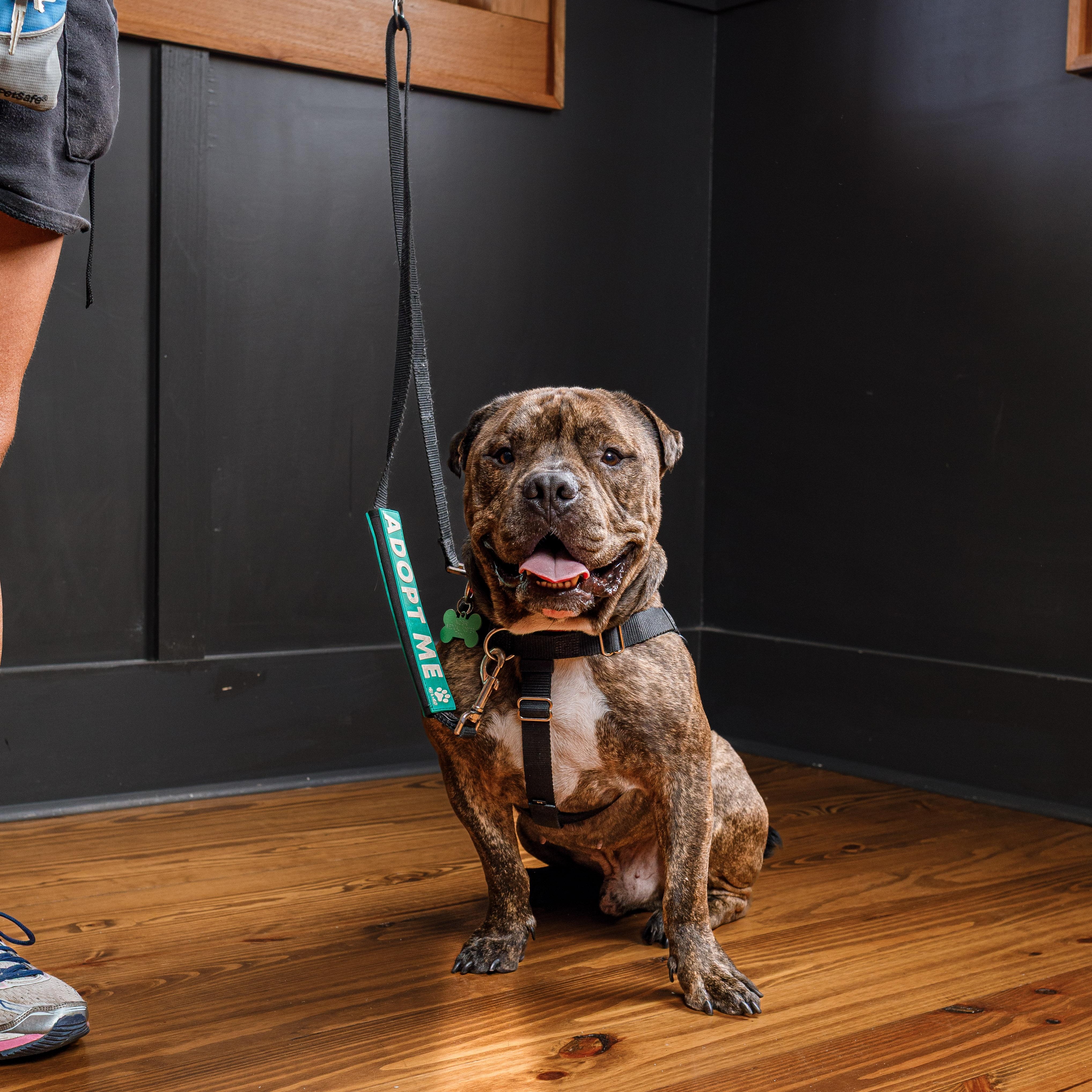 Thor, a Adoptable mixed breed in New Orleans, LA image 3/6