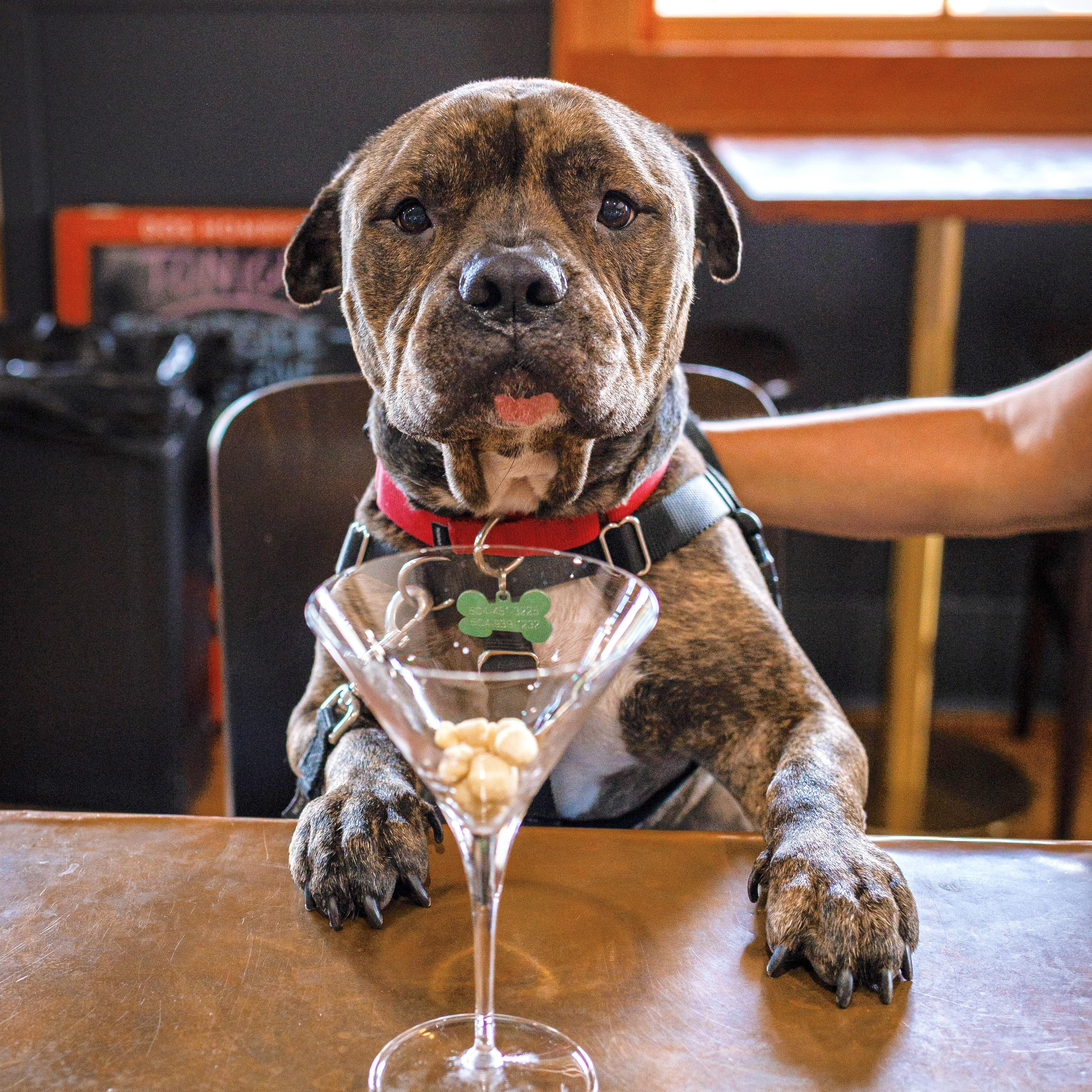 Thor, Adoptable, Young Male Bulldog.