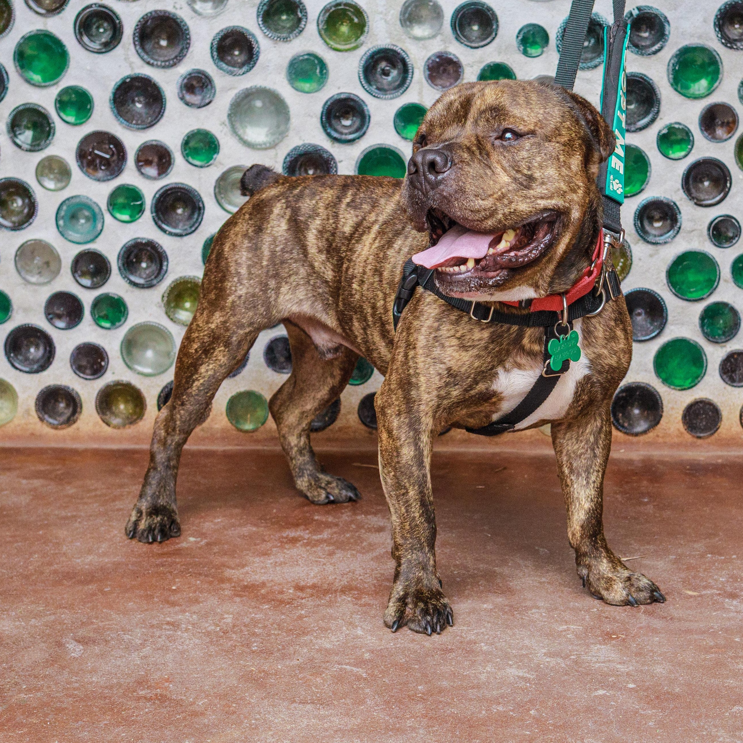 Thor, a Adoptable mixed breed in New Orleans, LA image 4/6