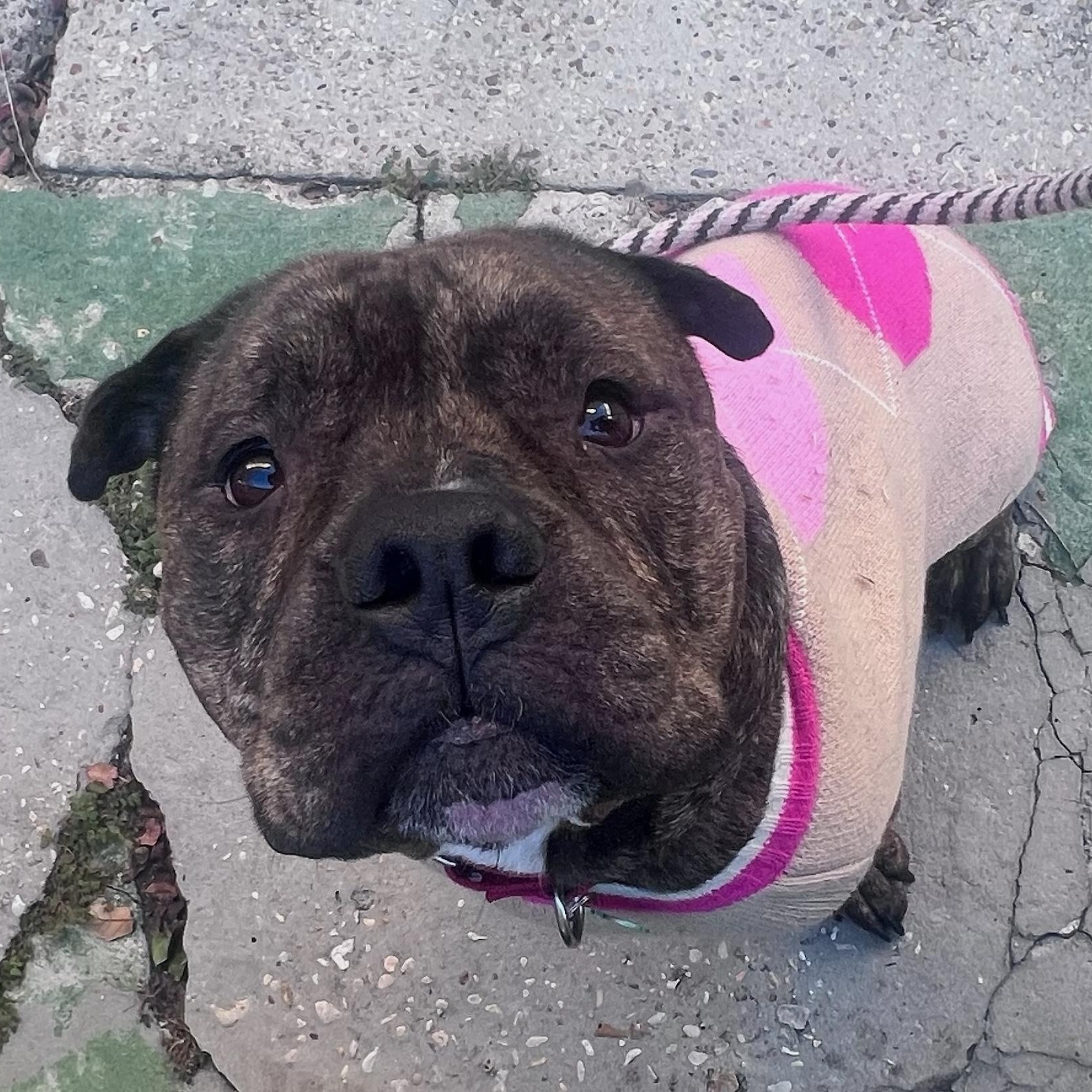 Thor, Adoptable, Young Male Bulldog.
