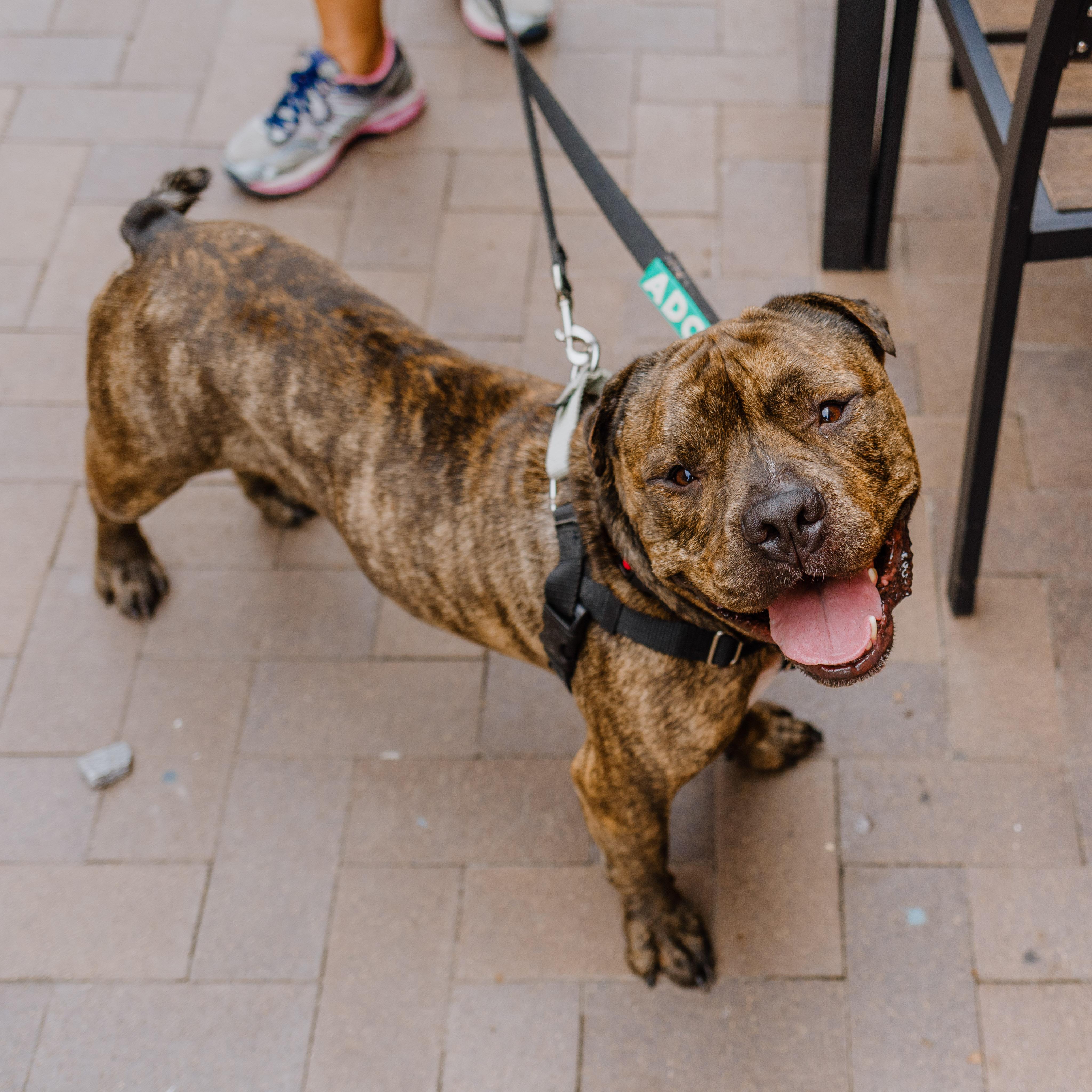 Thor, a Adoptable mixed breed in New Orleans, LA image 2/6
