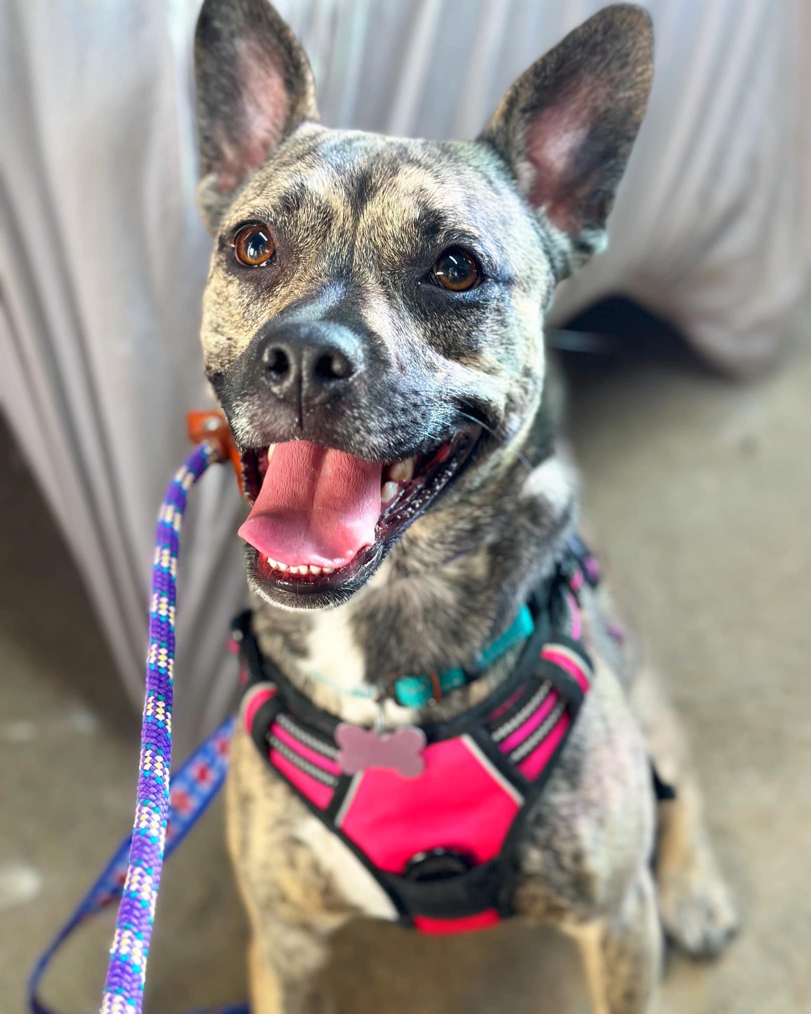 Aubrey, Adoptable, Young Female Plott Hound & Terrier.