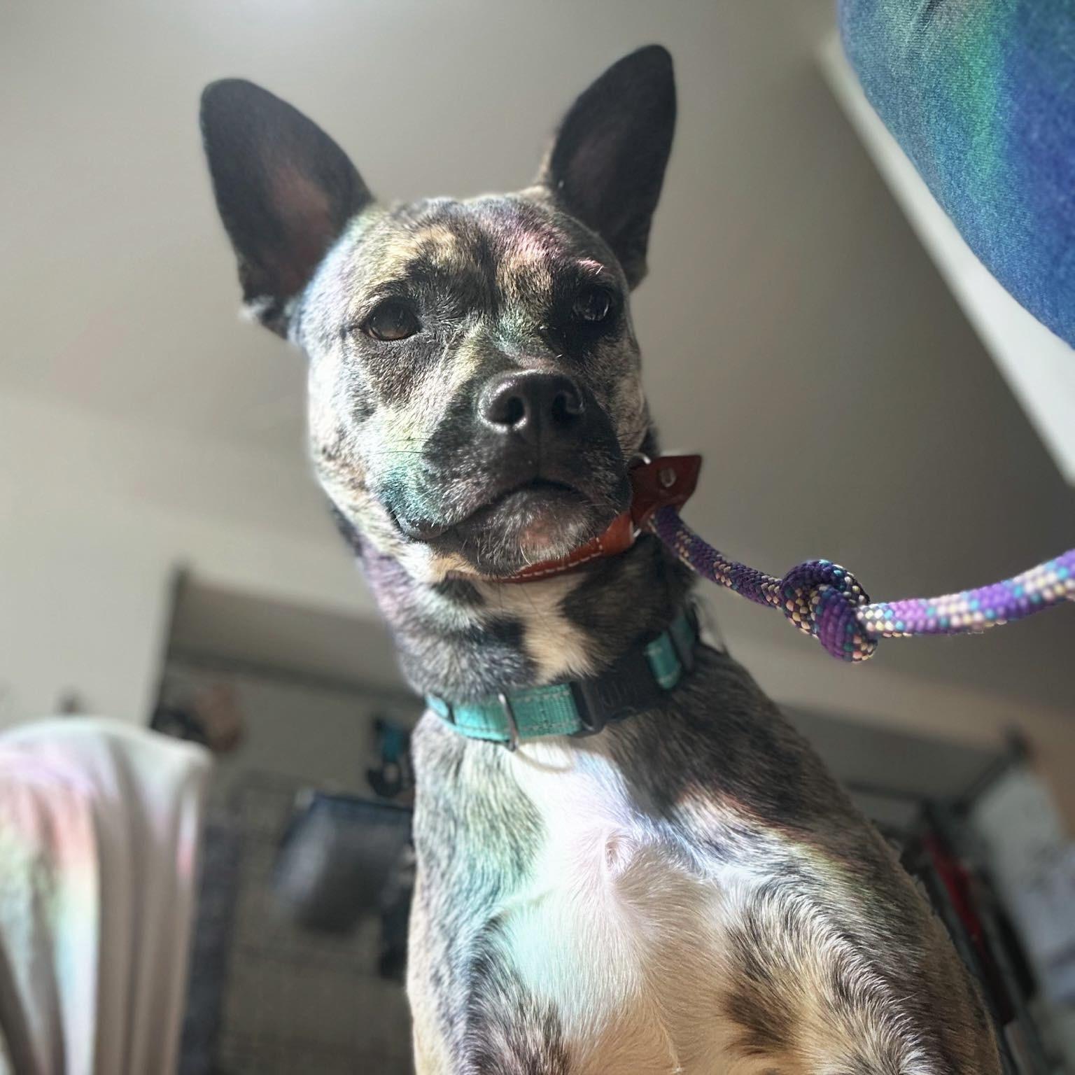 Enlarge Aubrey, a Adoptable mixed breed in Battle Creek, MI image 5/5