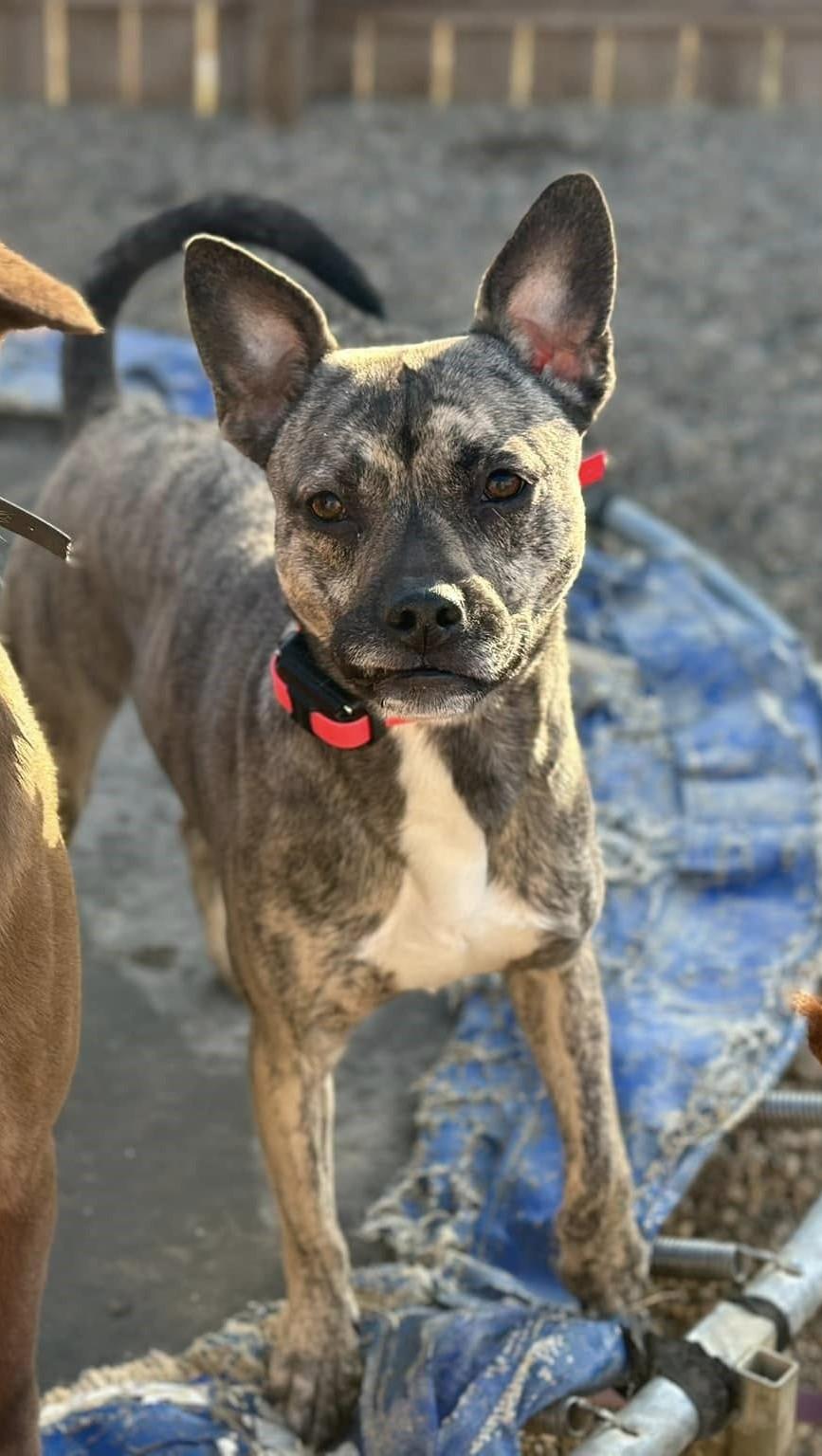 Enlarge Aubrey, a Adoptable mixed breed in Battle Creek, MI image 3/5