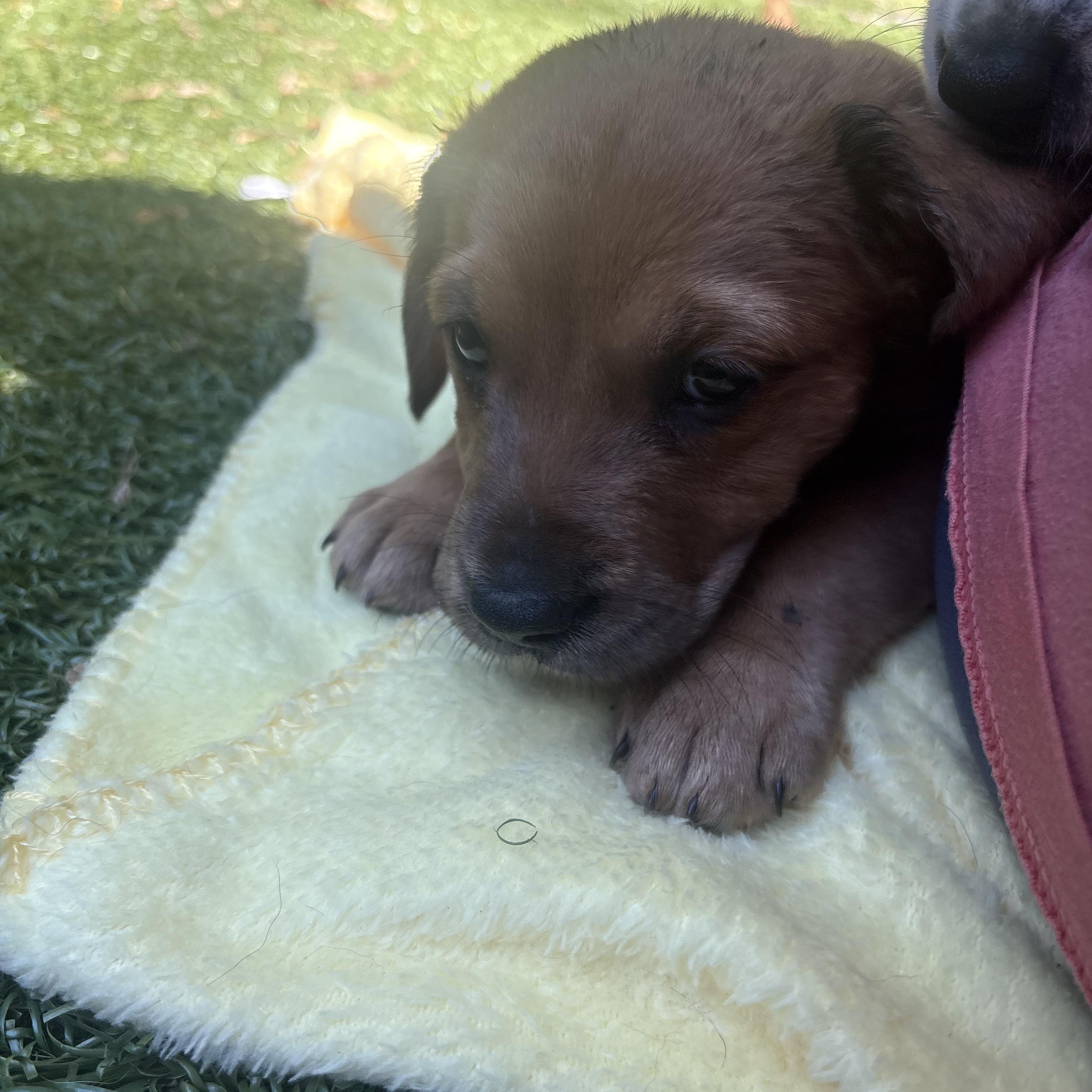 Quest, a ADOPTABLE mixed breed in Charlotte, NC image 4/5