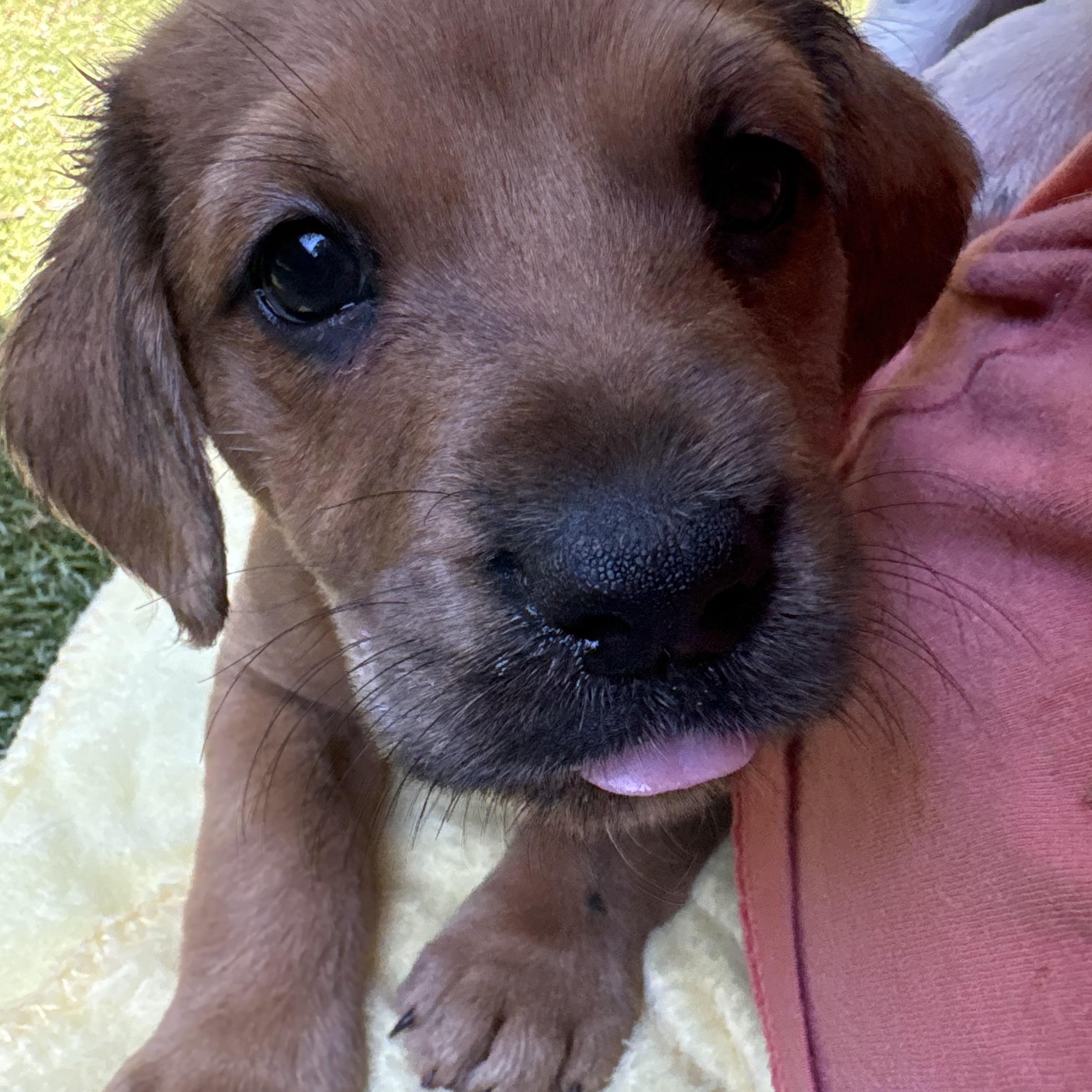 Quest, ADOPTABLE, Puppy Female Border Collie.